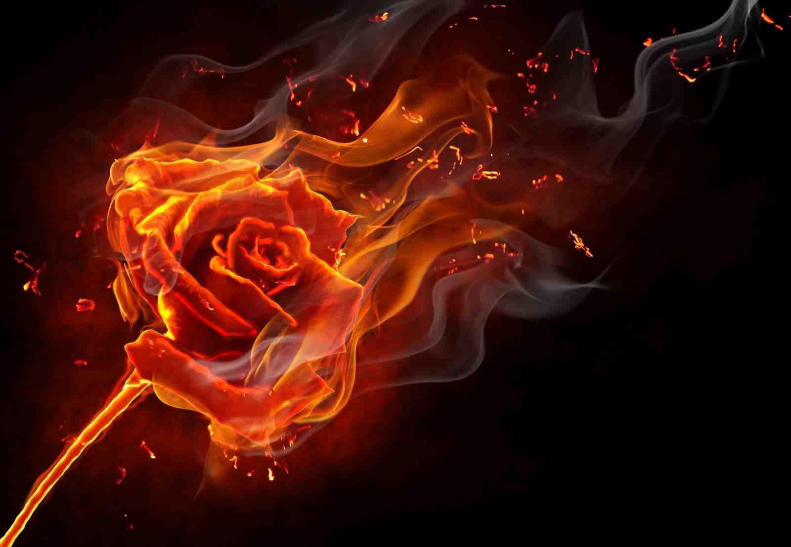 Fiery Rose Wall Art Wall Art