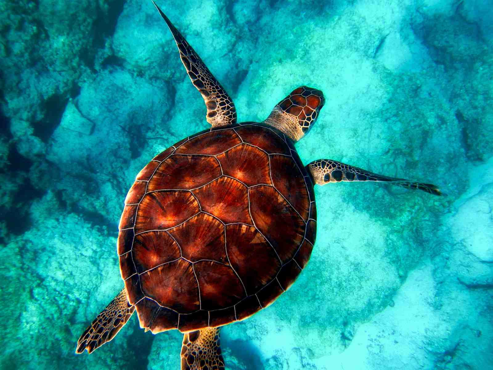 Majestic Sea Turtle Ocean Bliss Wall Art