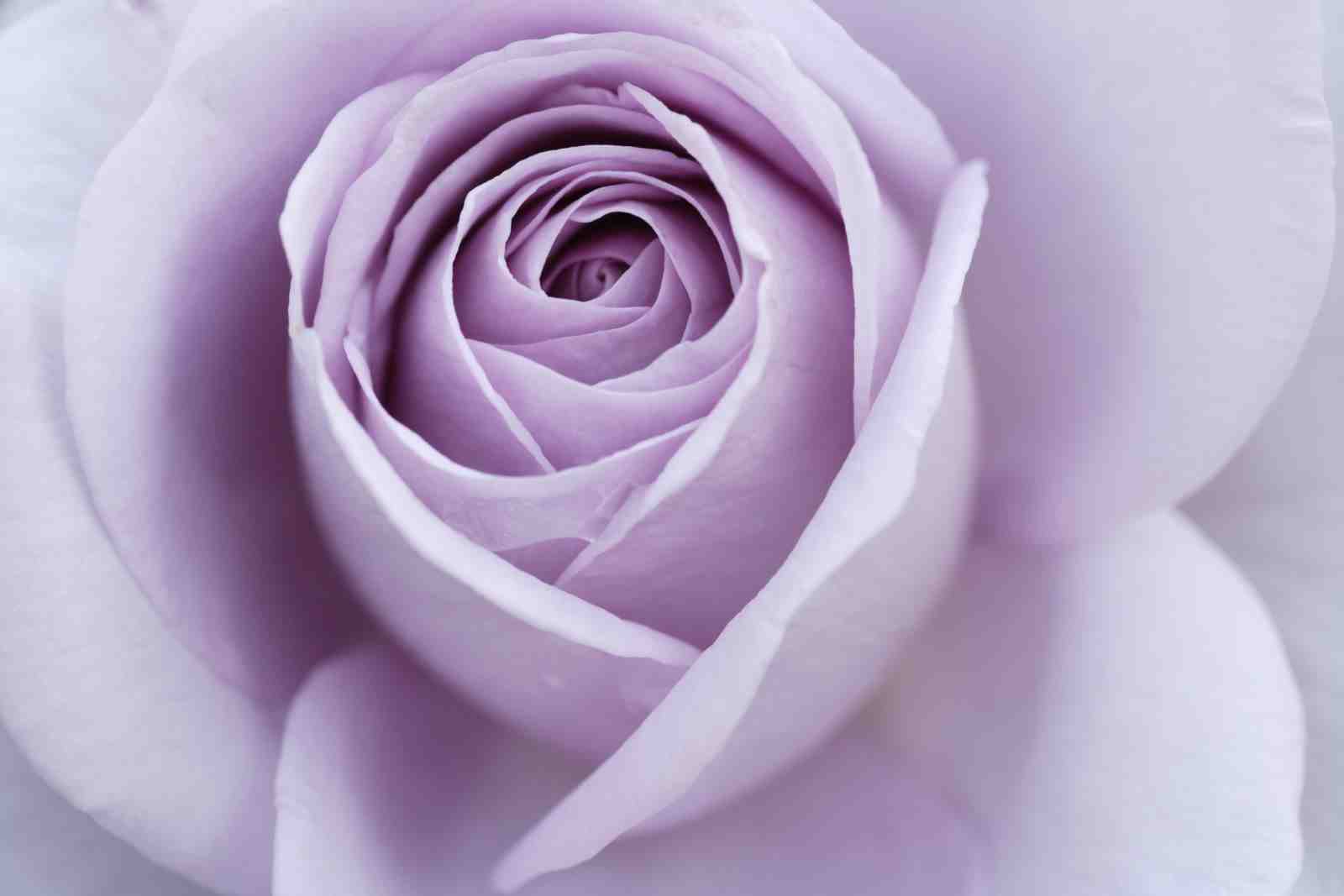 Serene Lavender Rose Close-Up Wall Art