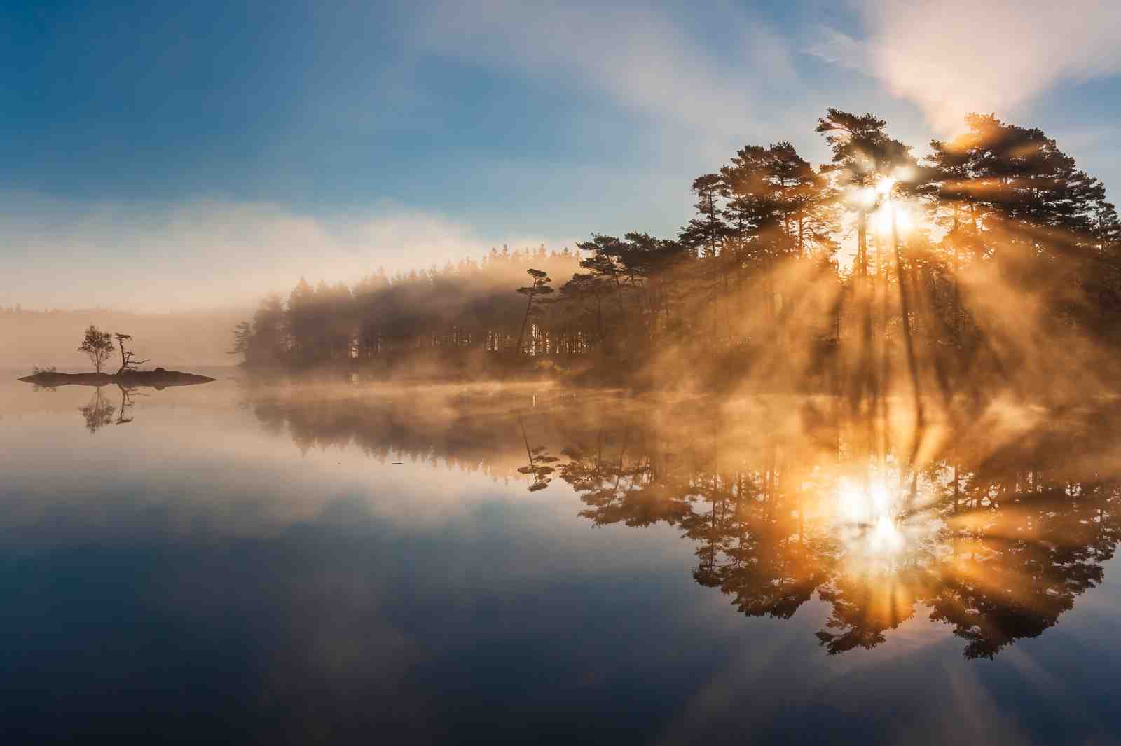 Misty Sunrise Forest Lake Wall Art