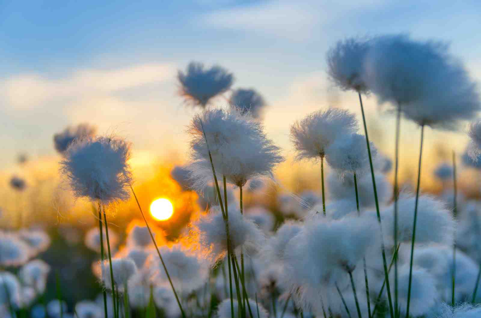Serene Cotton Grass Sunset Wall Art