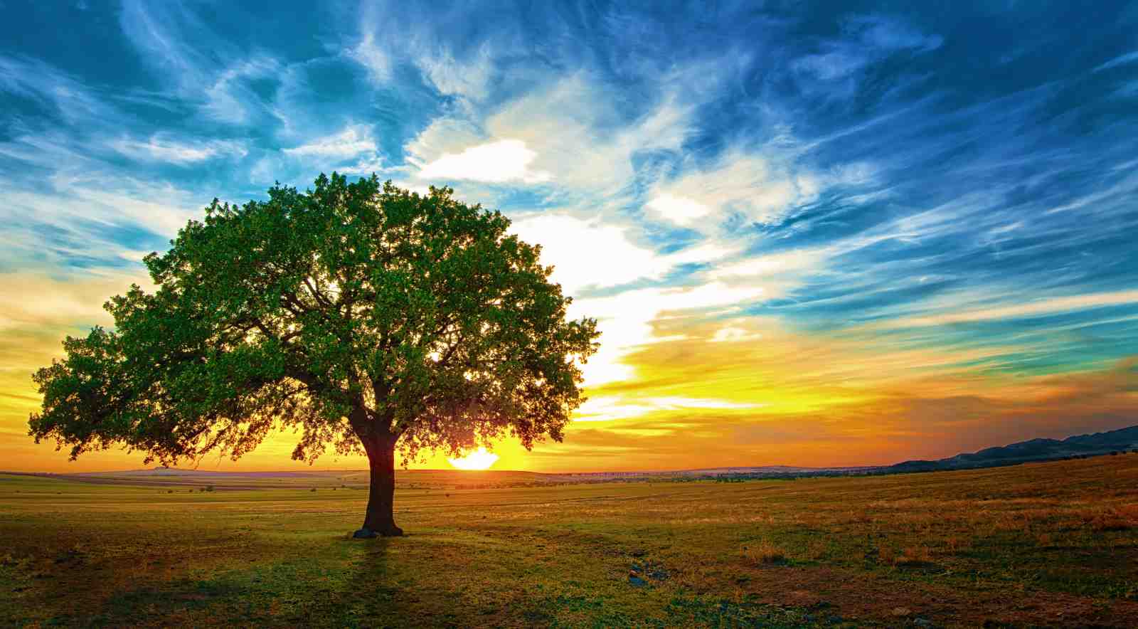 Serene Oak Sunset Landscape Wall Art