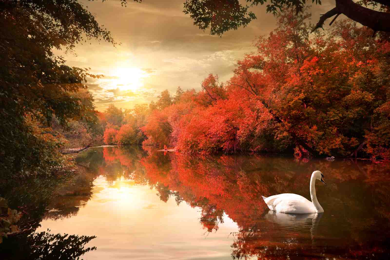 Serene Swan Autumn Lake Wall Art