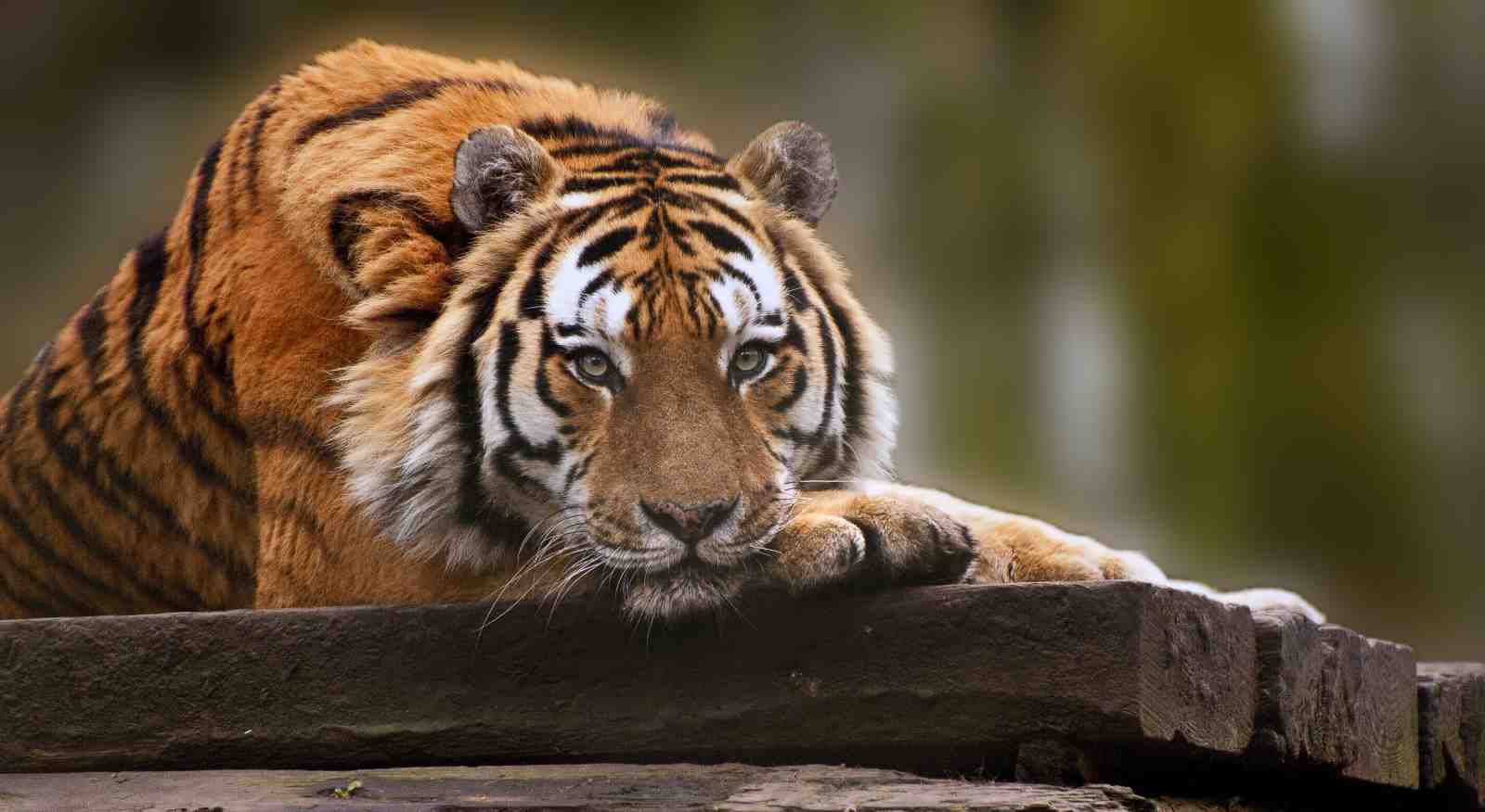 Majestic Tiger Gaze Wall Art for Wildlife Lovers