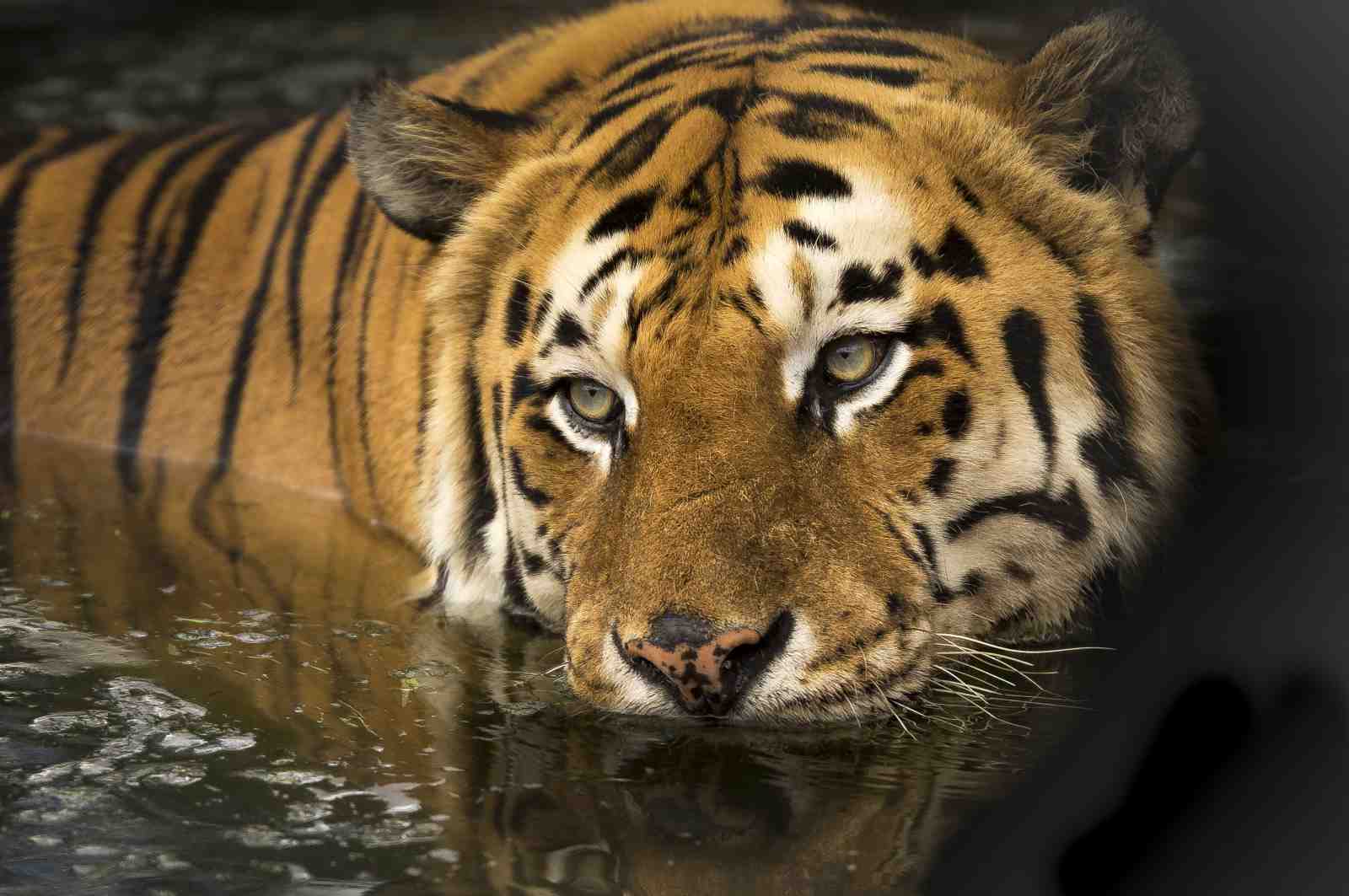Majestic Tiger Gaze Wall Art