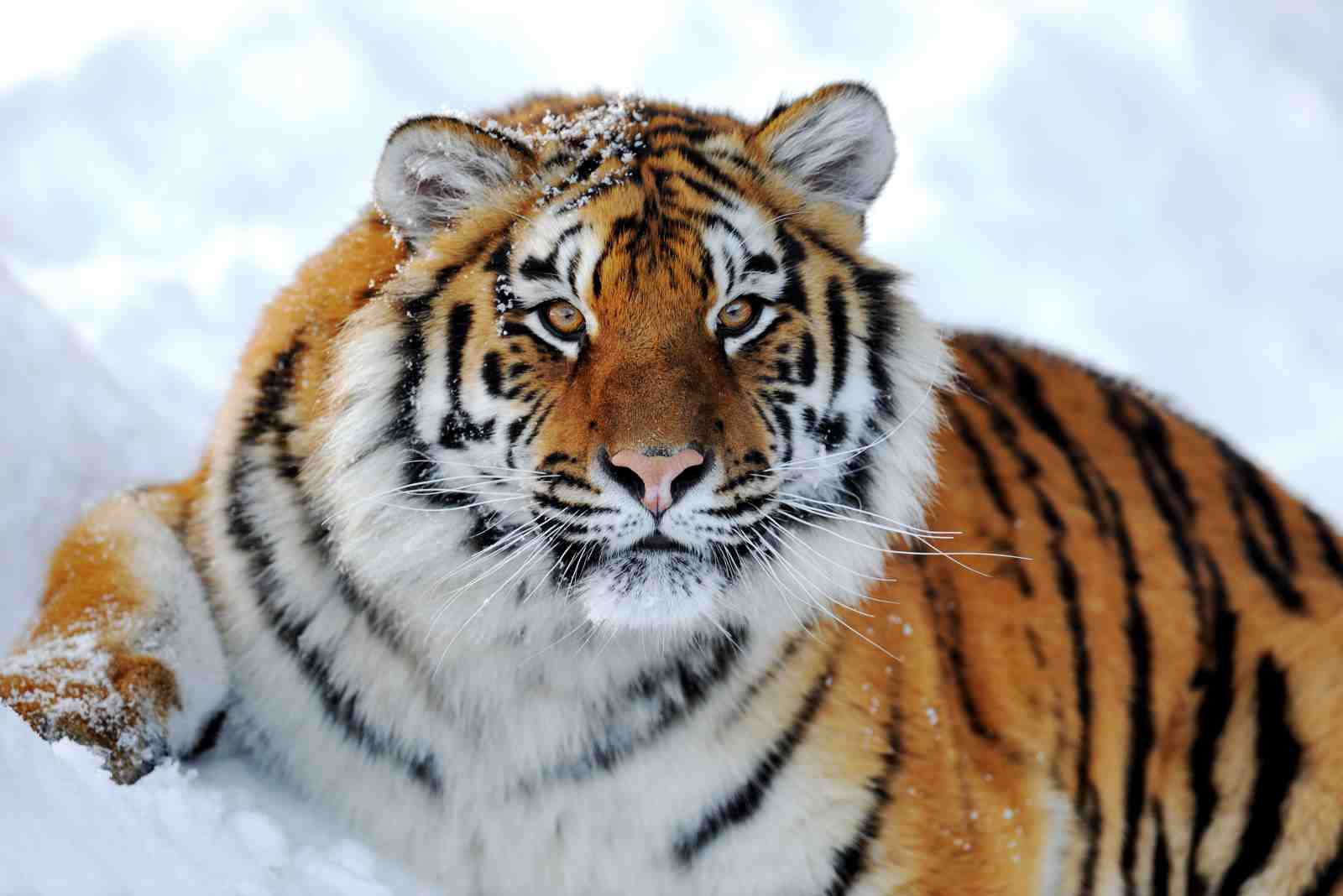 Majestic Snow Tiger Wall Art