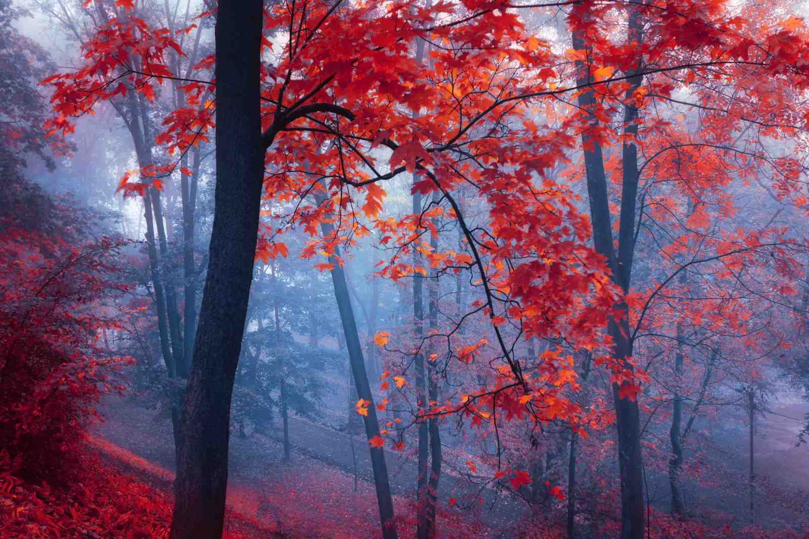 Vibrant Autumn Forest Wall Art