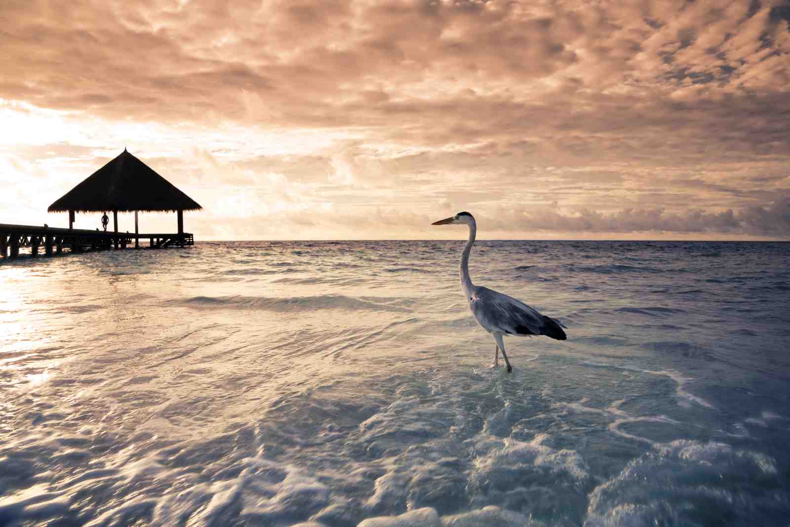 Serene Heron Beach Sunset Wall Art