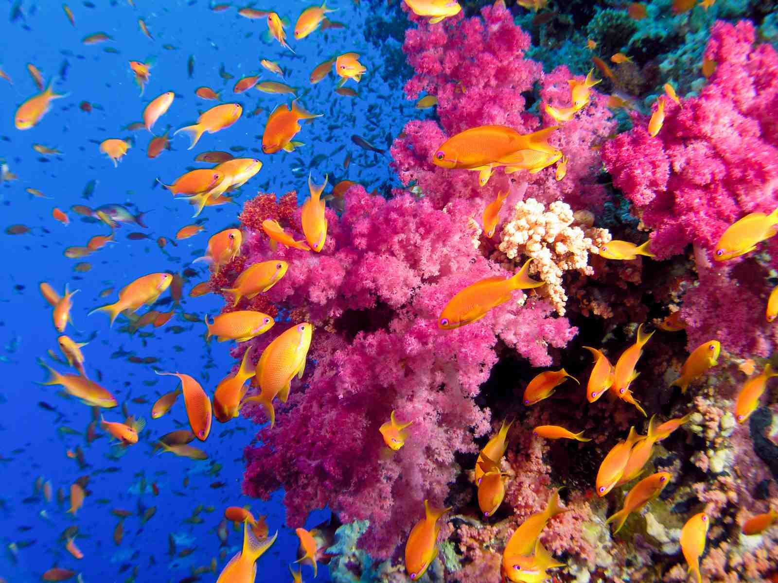 Vibrant Coral Reef Fish School Wall Art
