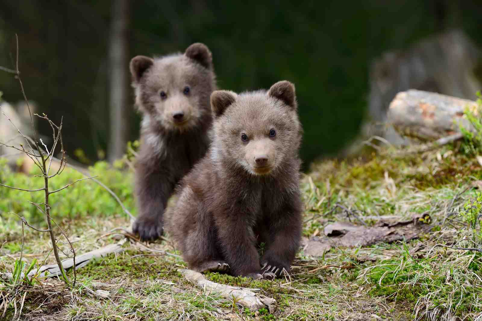 Adorable Bear Cubs in Forest Wall Art