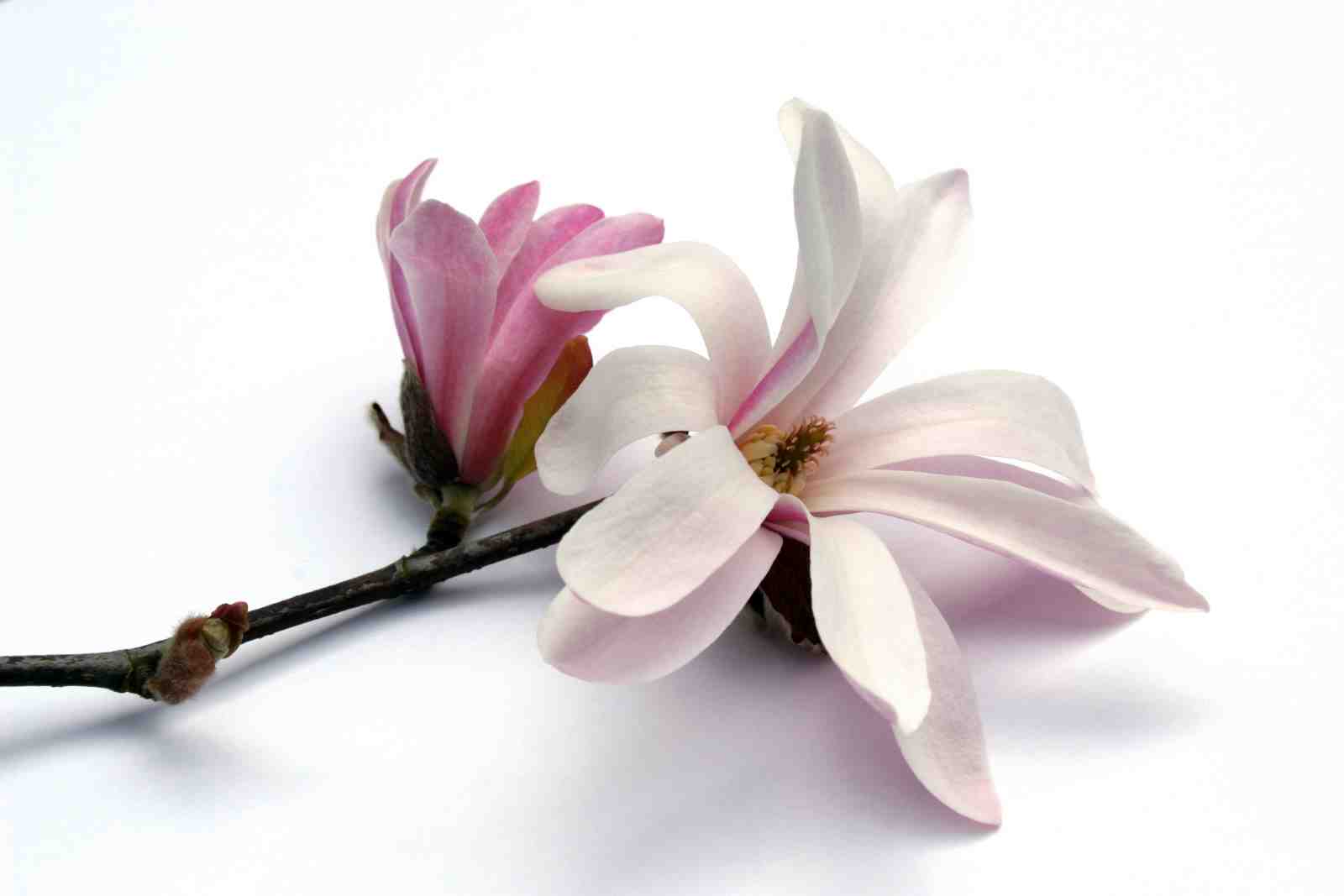 Elegant Magnolia Blossom Wall Art