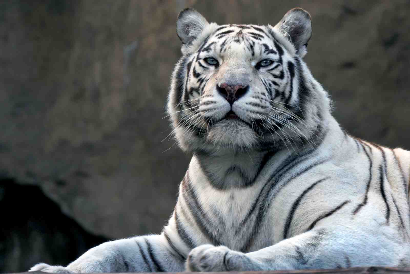 Majestic White Tiger Close-up Wall Art