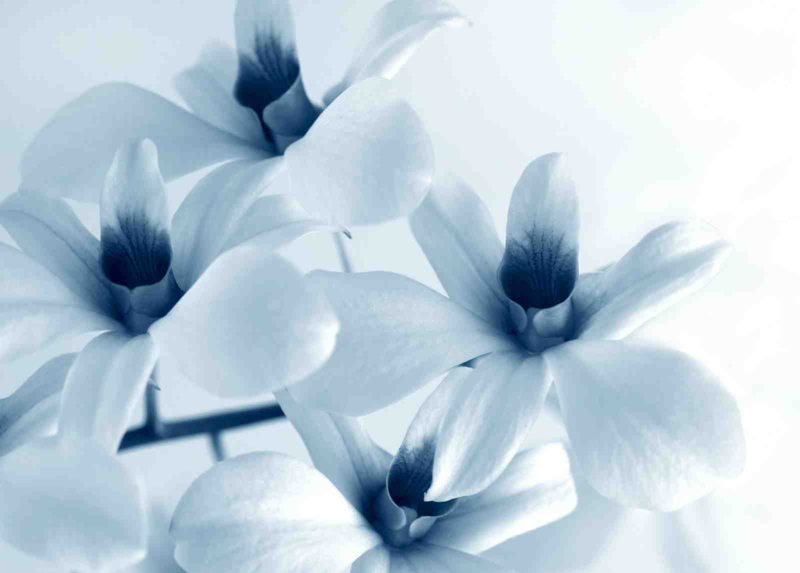 Serene Blue Orchid Close-Up Wall Art