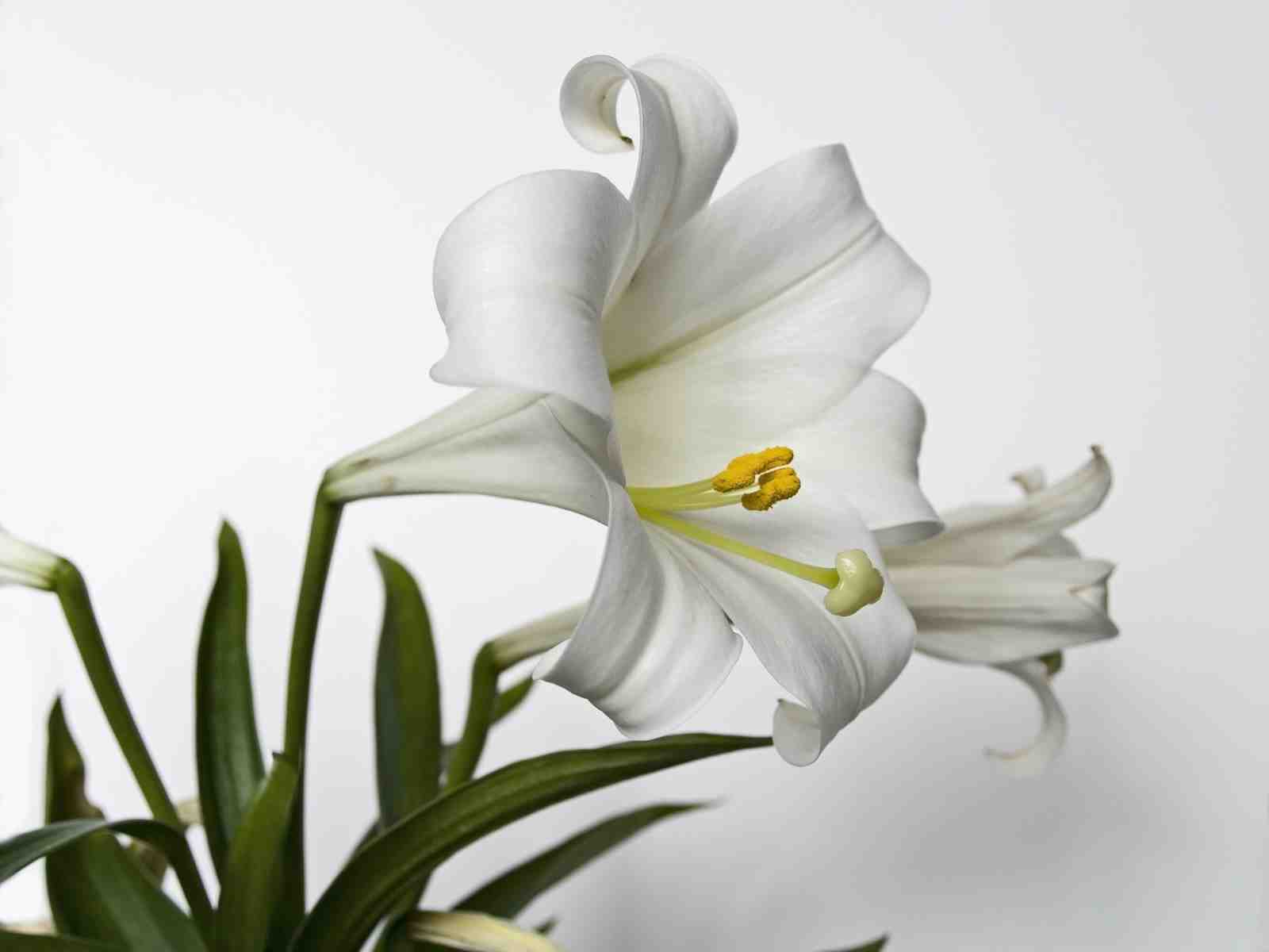 Elegant White Lily Close-Up Wall Art