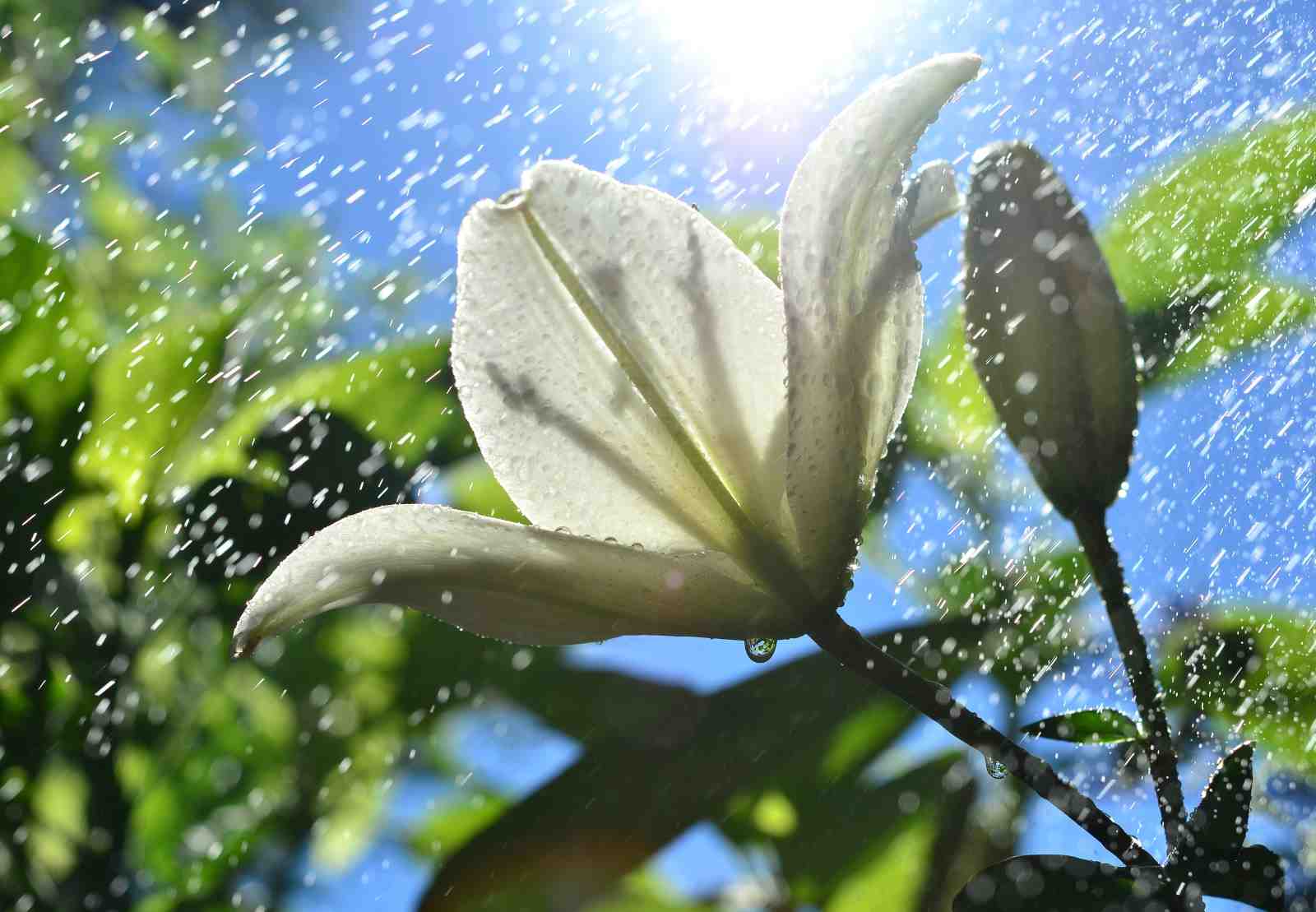 Serene Lily Raindrops Wall Art