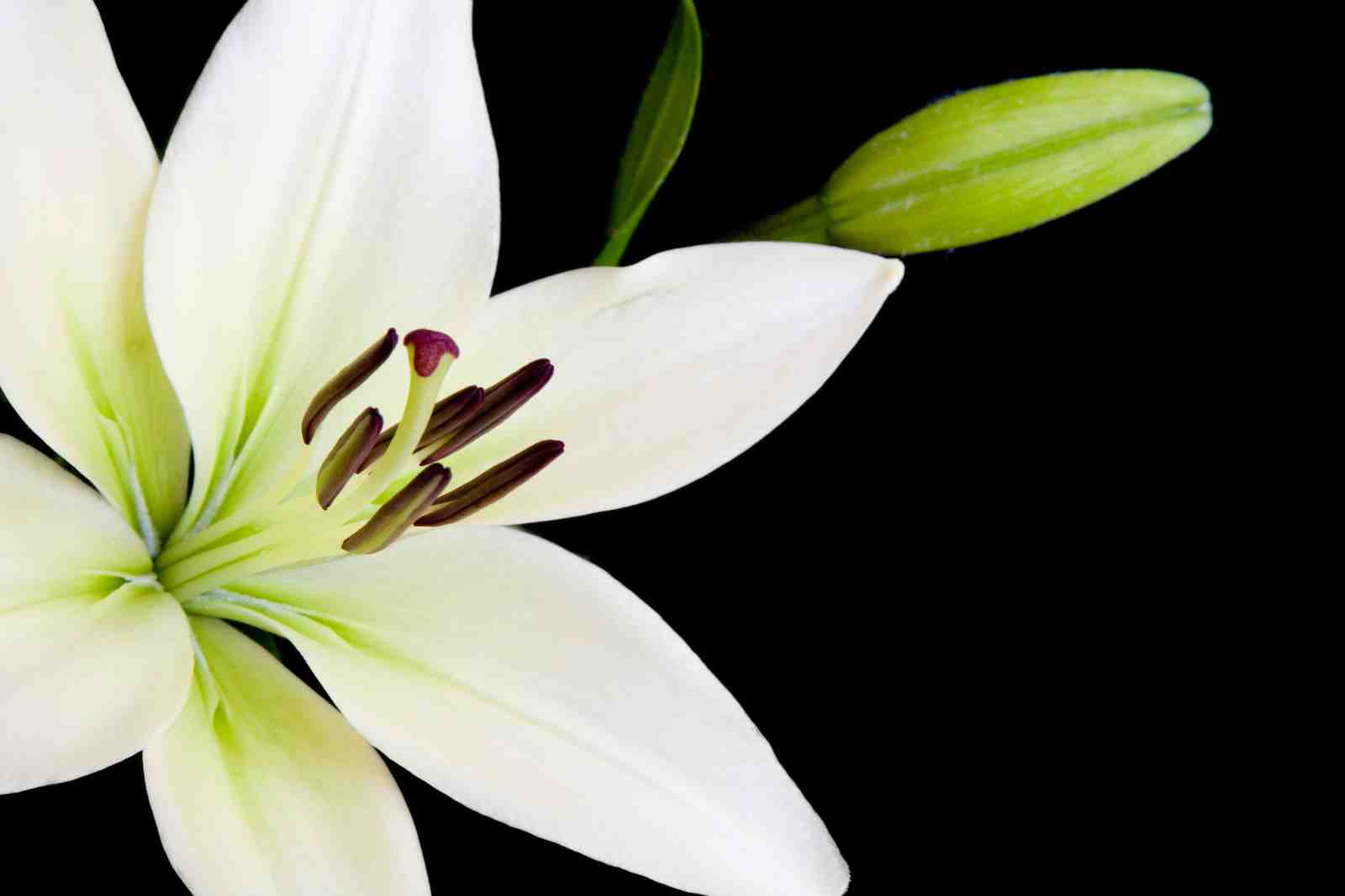 Elegant White Lily Floral Wall Art