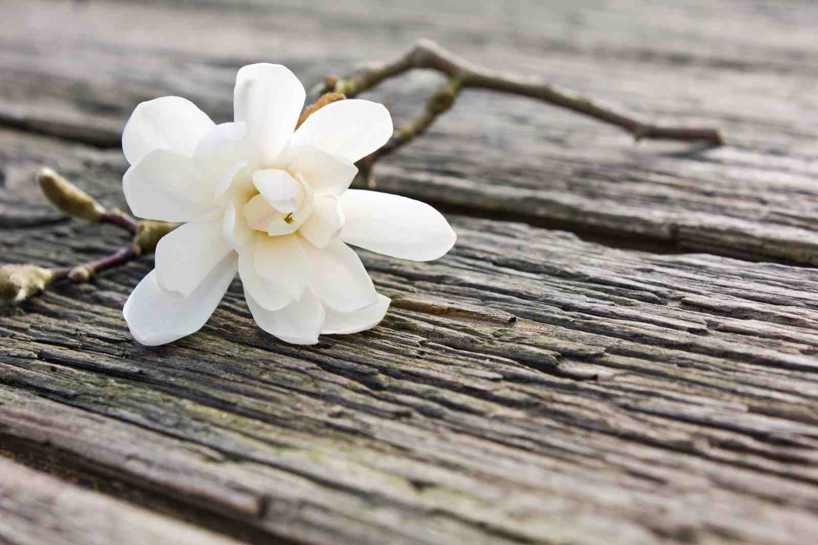 Serene White Magnolia Flower Wooden Textures Wall Art