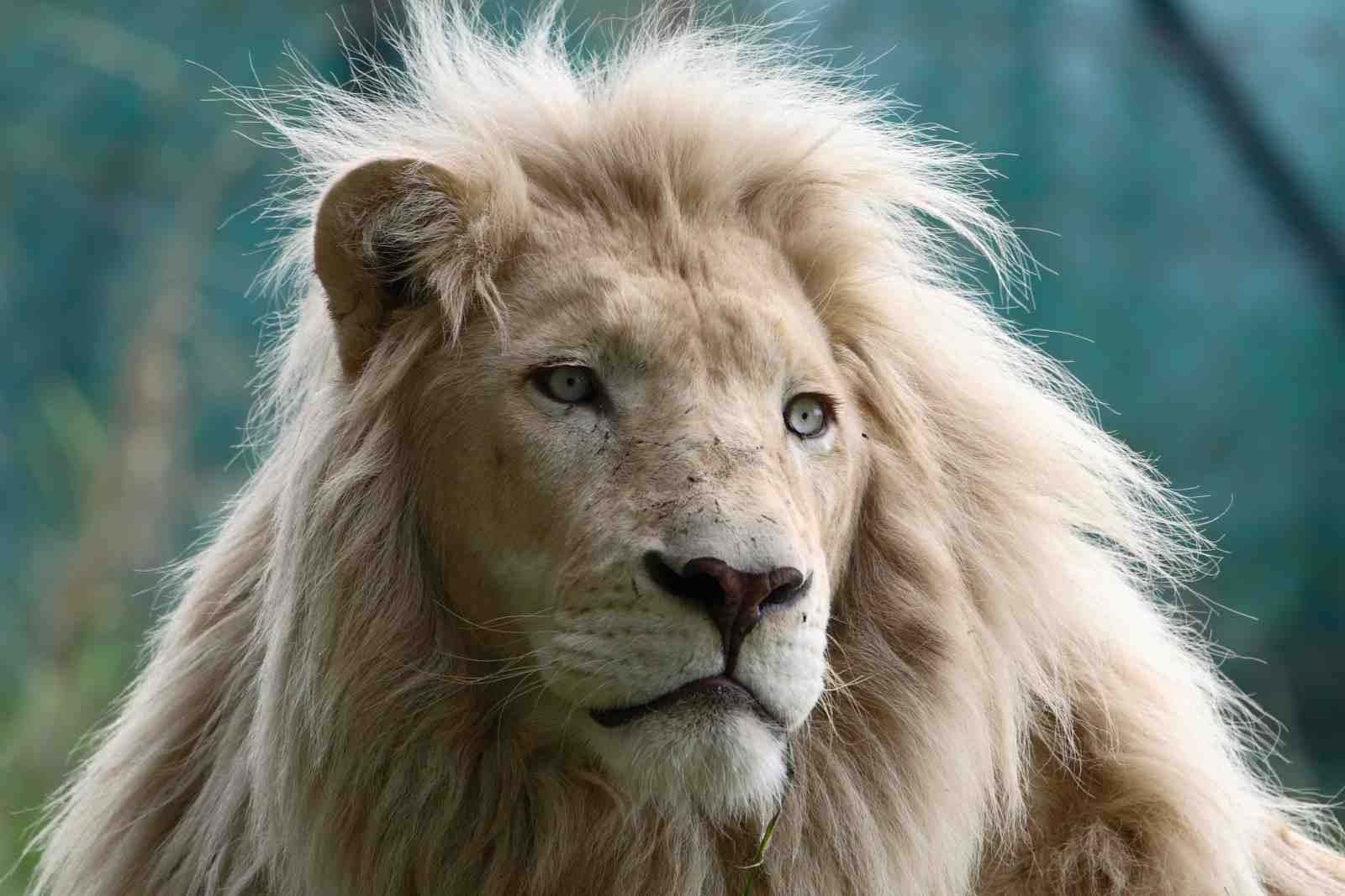 Majestic White Lion Portrait Wall Art