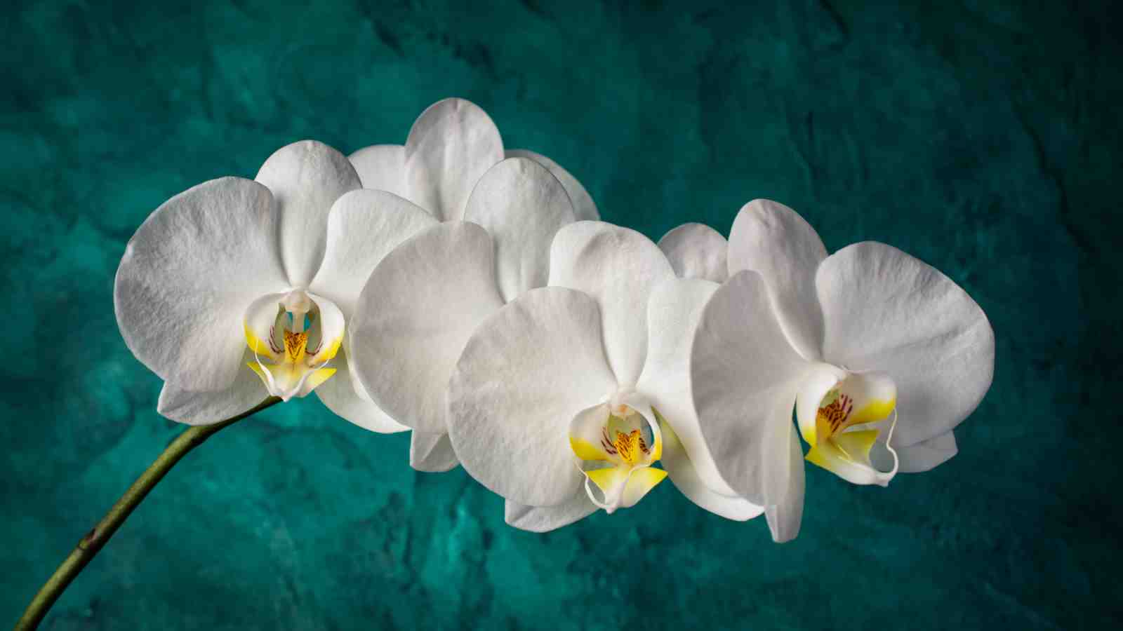 Elegant White Orchid Floral Art Wall Art