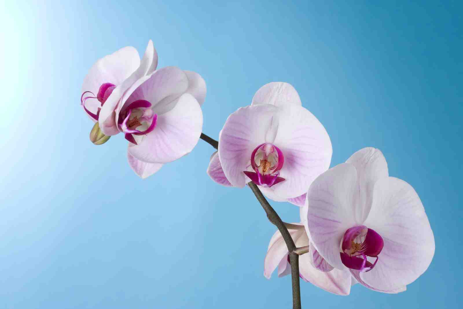 Elegant Orchid Blooms Wall Art
