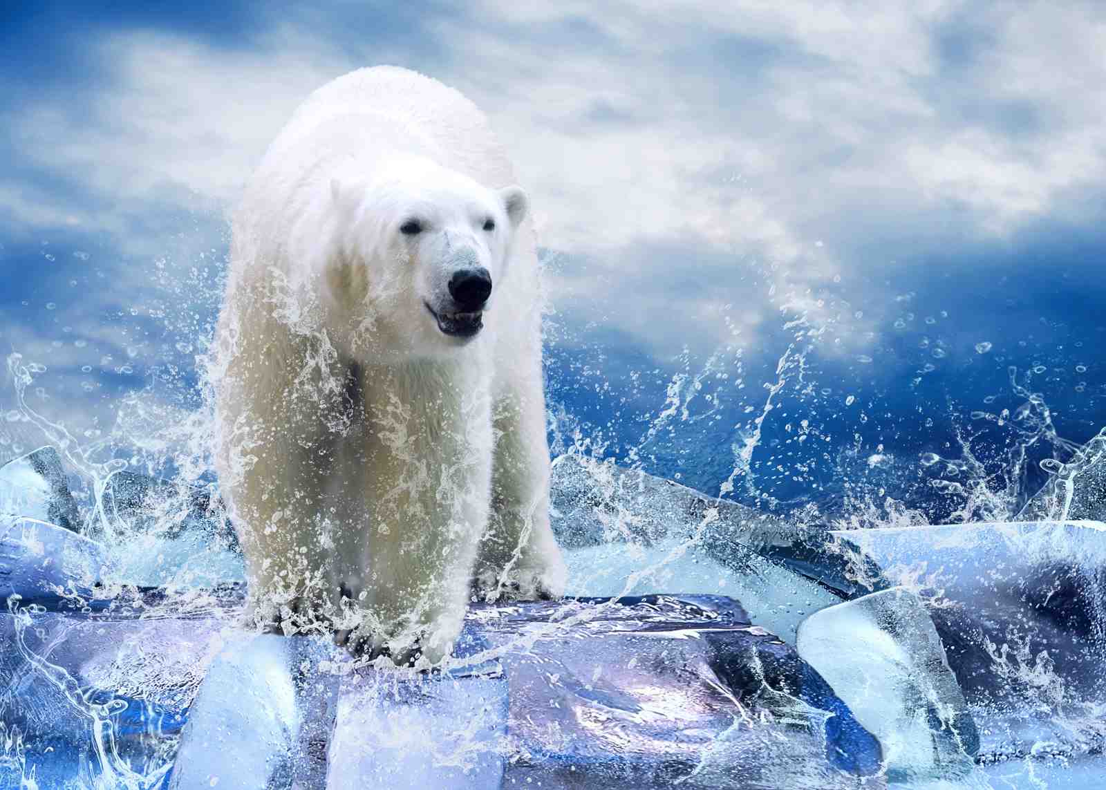 Majestic Polar Bear on Ice Wall Art