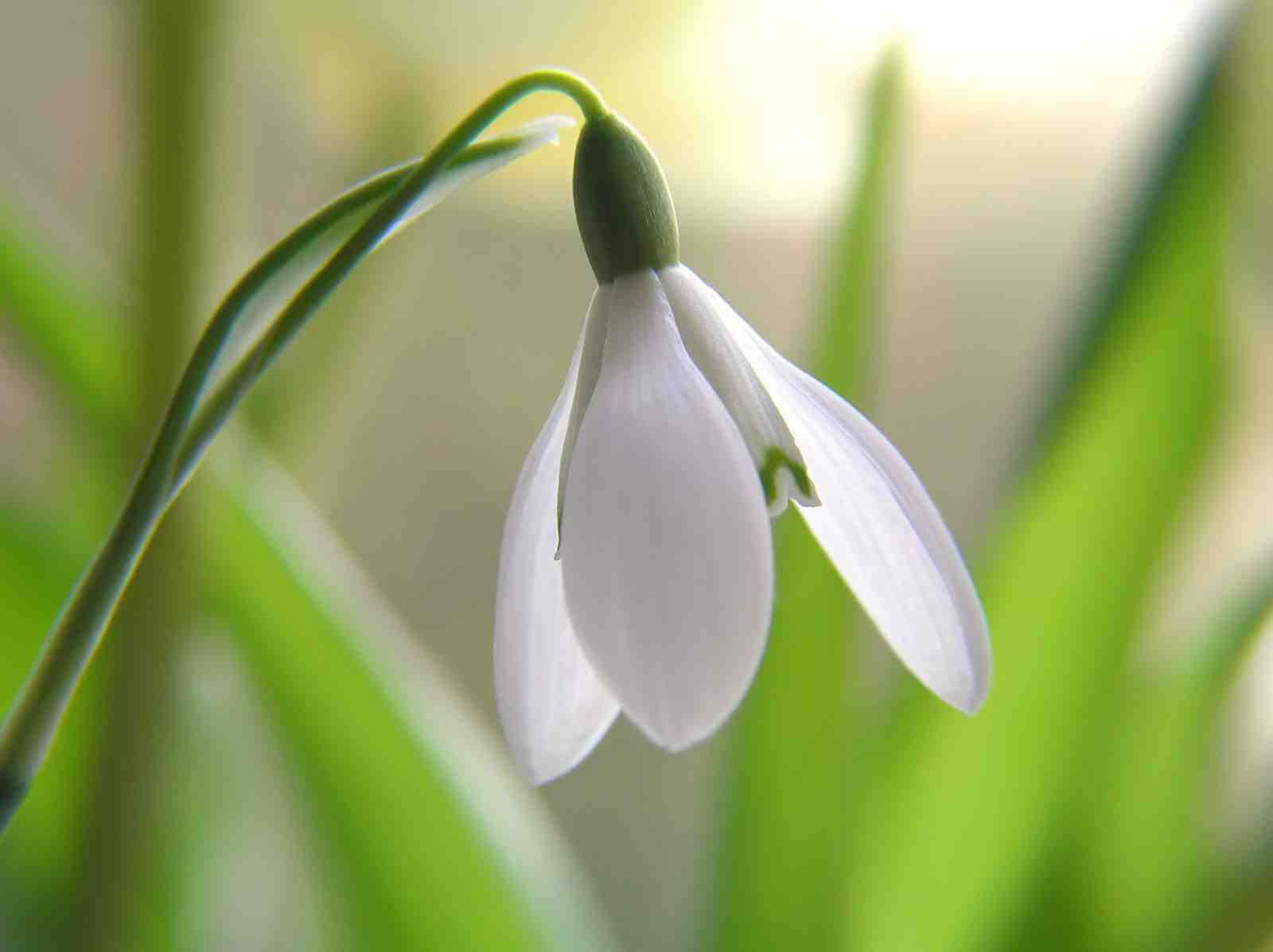 Elegant White Snowdrop Spring Bloom Wall Art