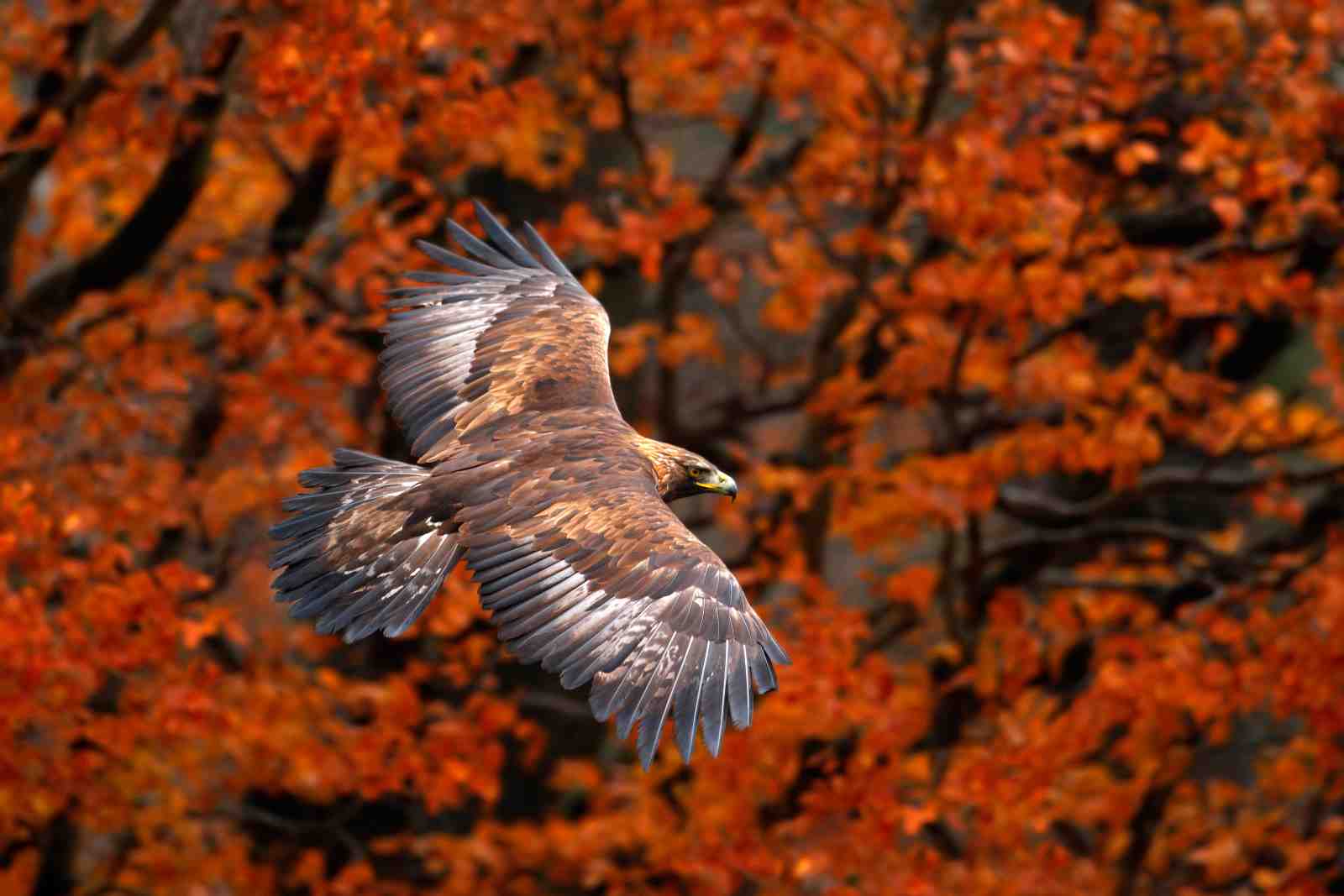 Majestic Eagle in Autumn Flight Wall Art