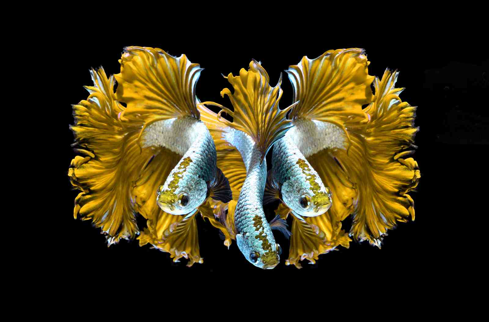Golden Betta Fish Serenity Wall Art
