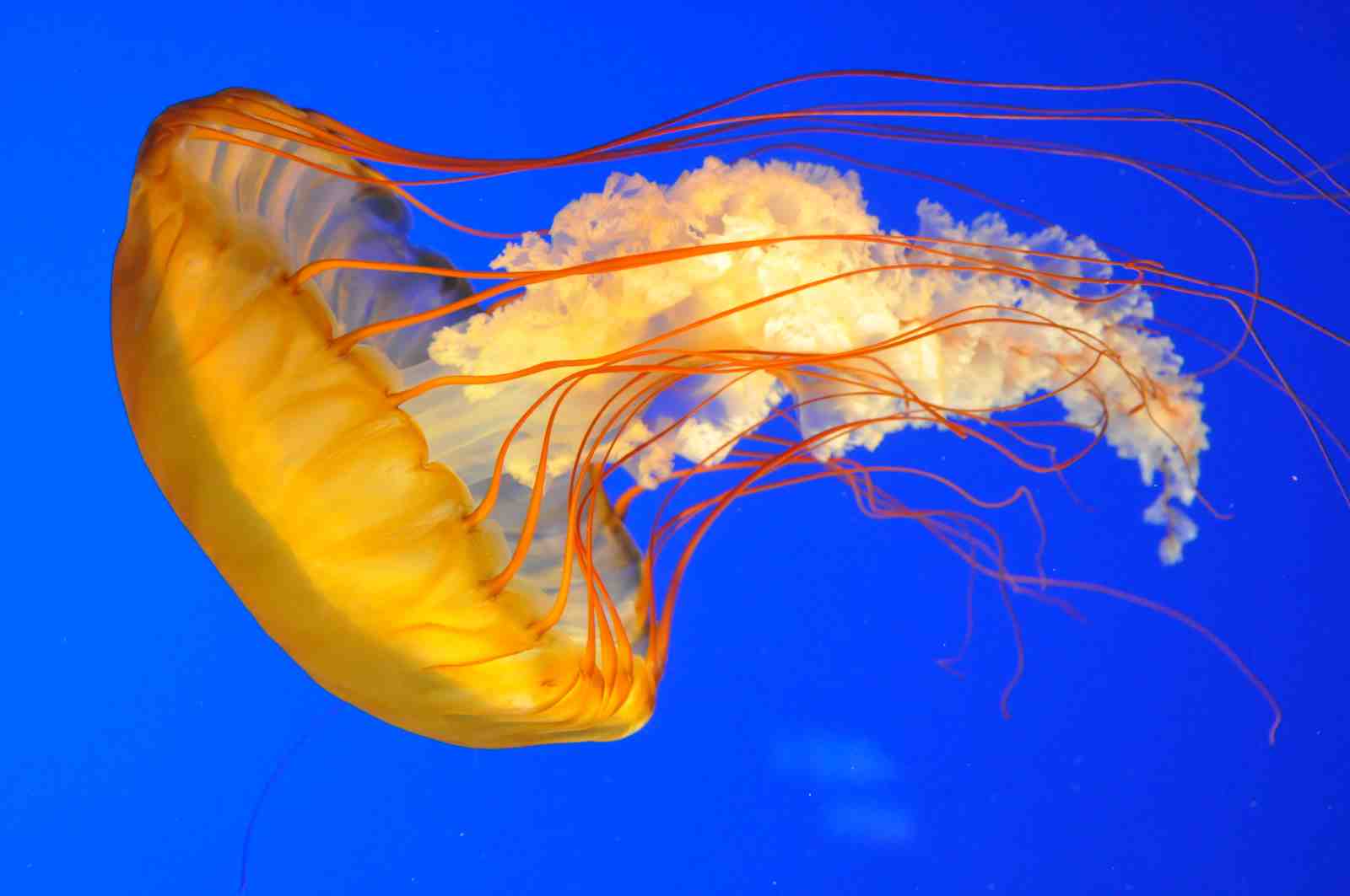 Vibrant Jellyfish Ocean Life Wall Art