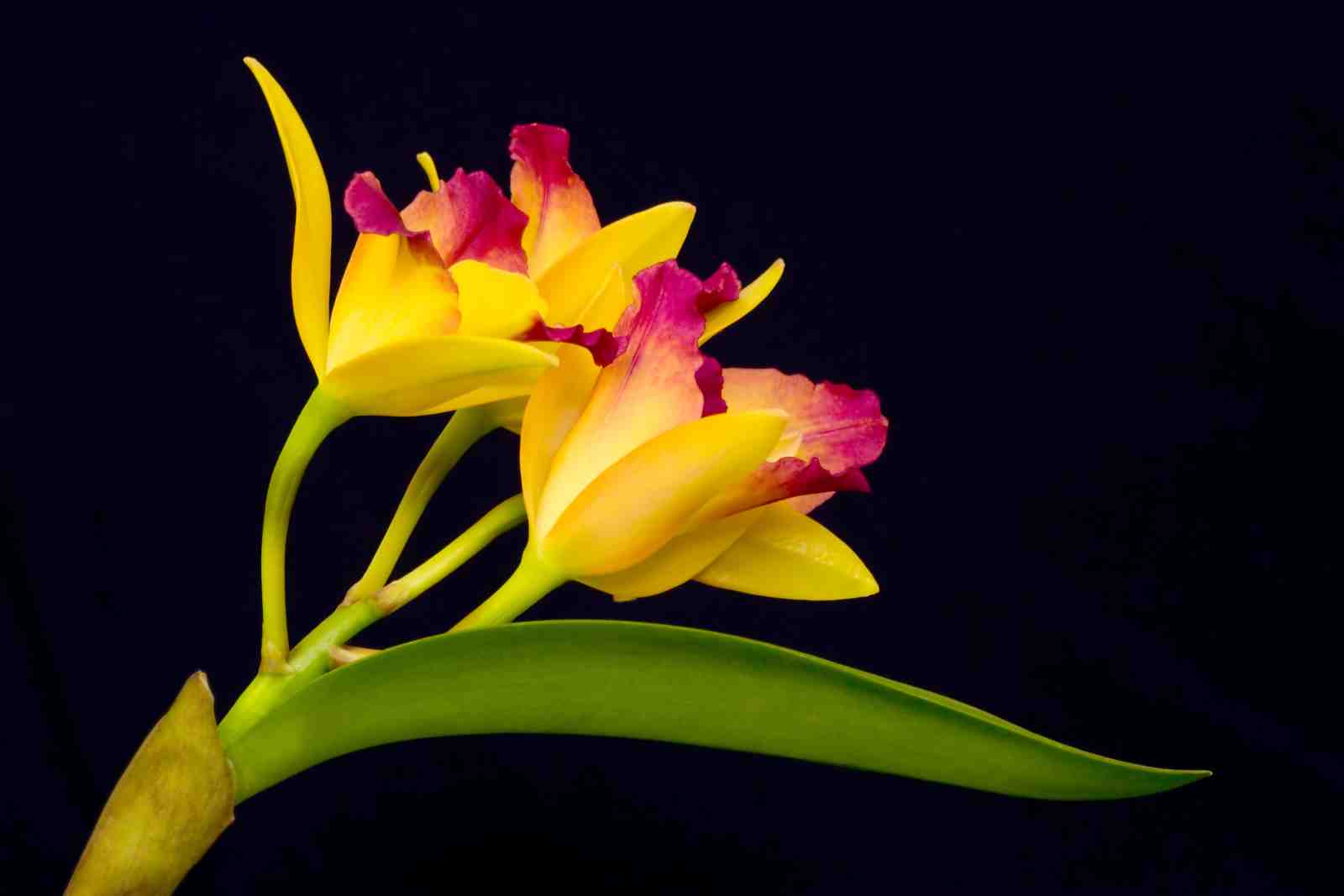 Vibrant Yellow & Pink Orchid Wall Art