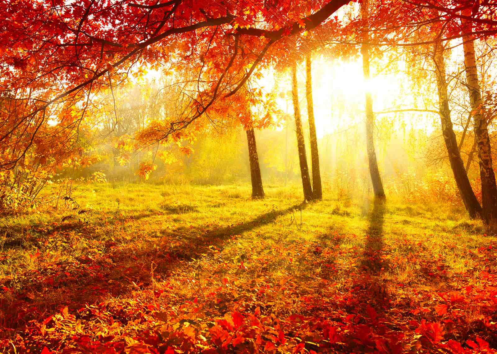 Golden Autumn Forest Sun Rays Wall Art