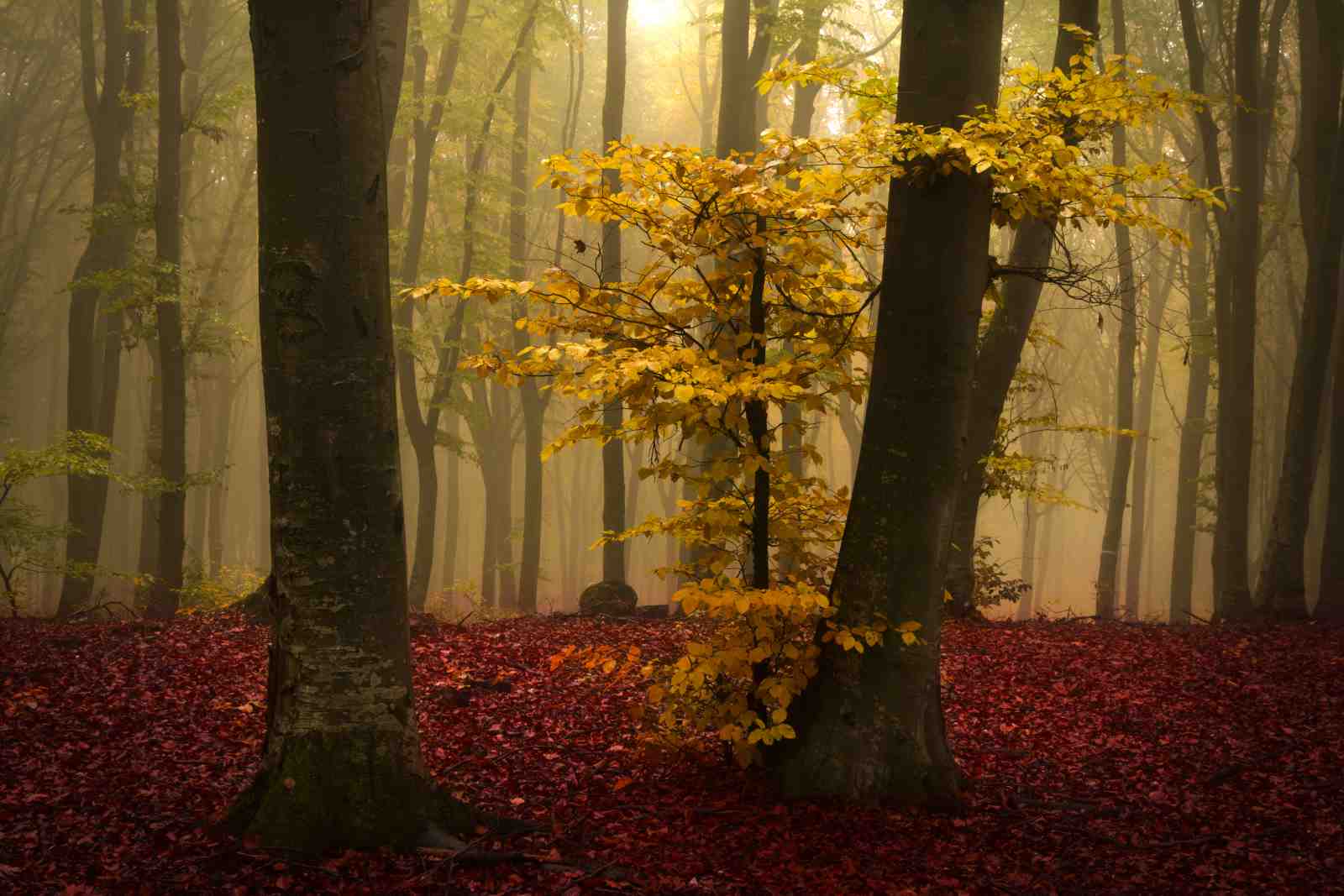 Misty Autumn Forest Gold Leaves Wall Art