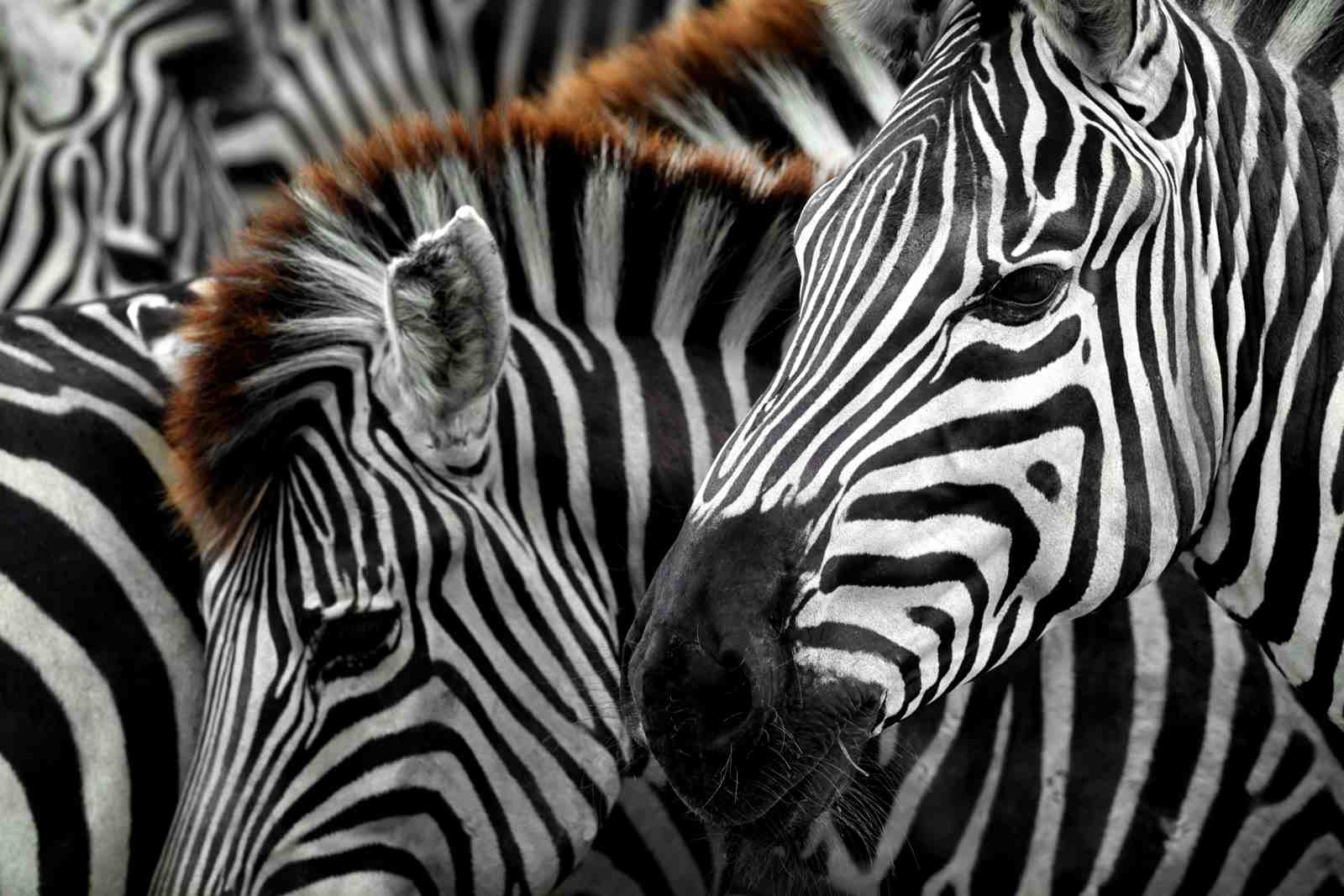 Stunning Zebra Close-Up Wall Art