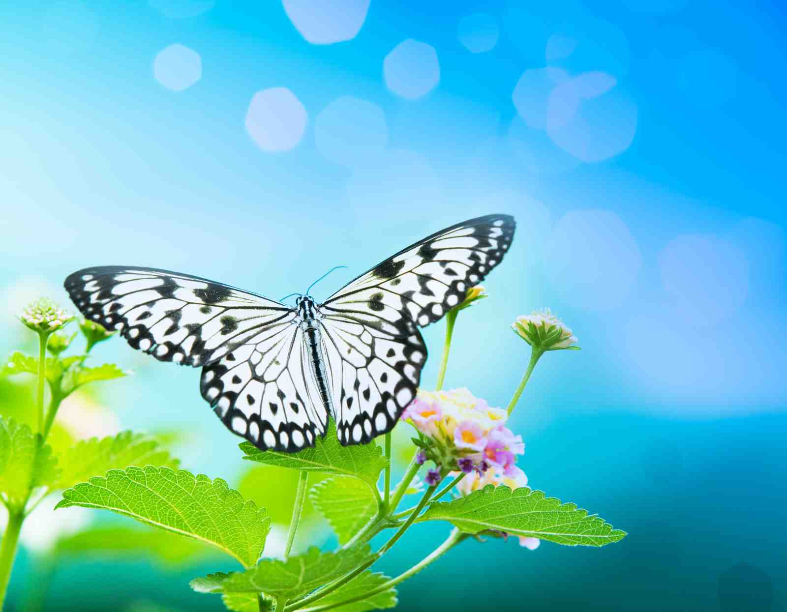 Serene Butterfly & Floral Bokeh Wall Art