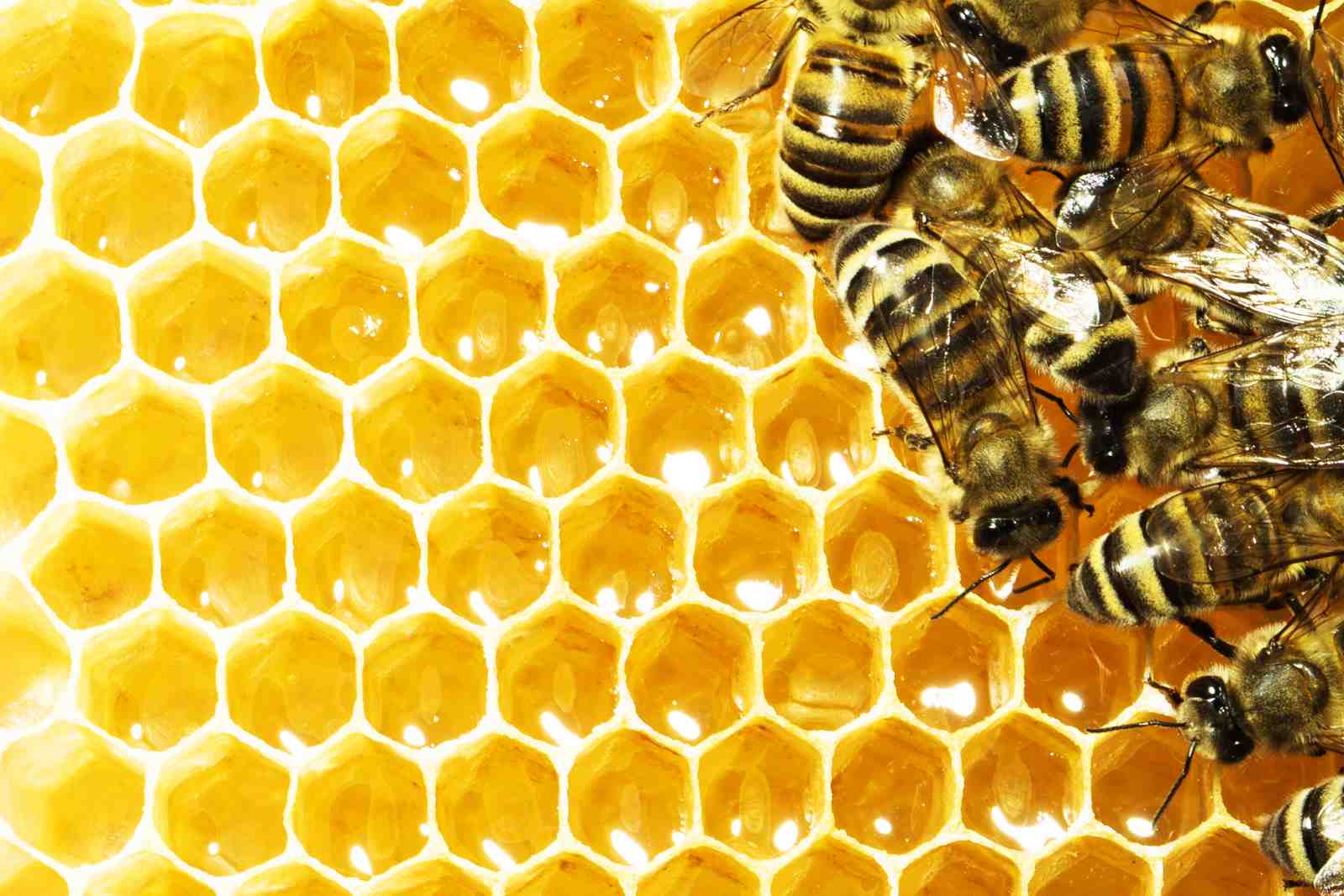 Busy Bee Honeycomb Wall Art - Nature Art