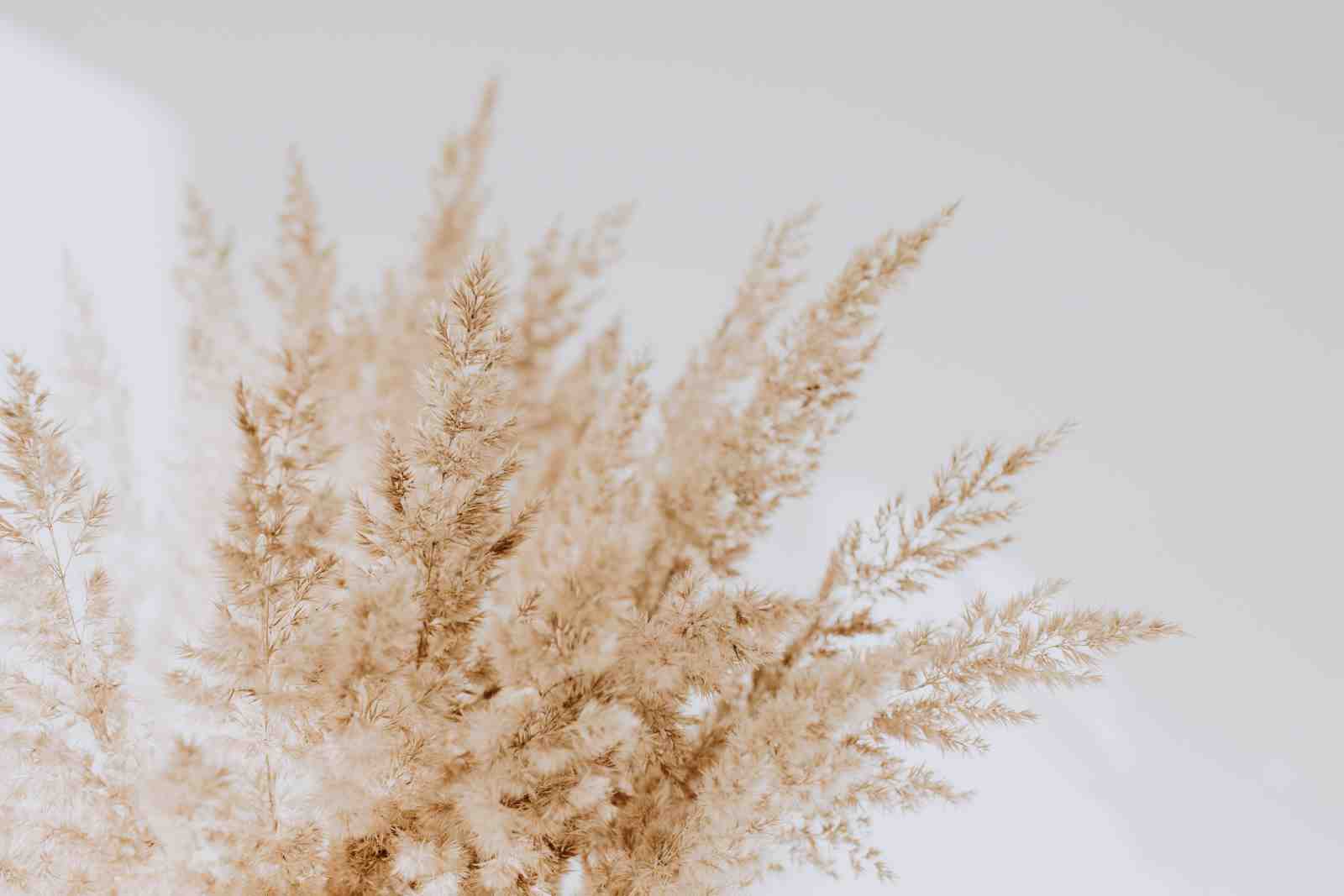 Boho Pampas Grass Field Wall Art Wall Art