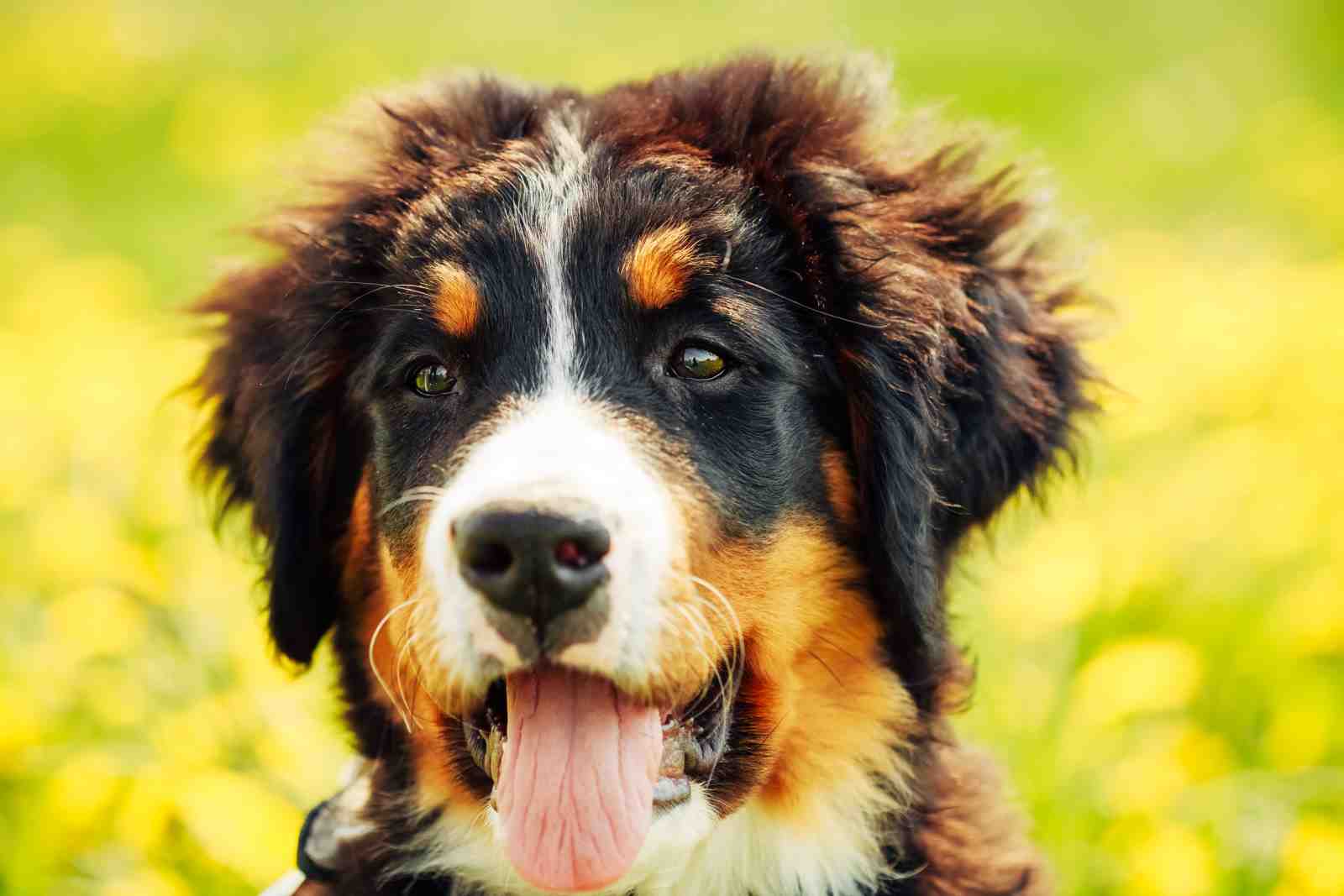 Bernese Mountain Dog Portrait Wall Art