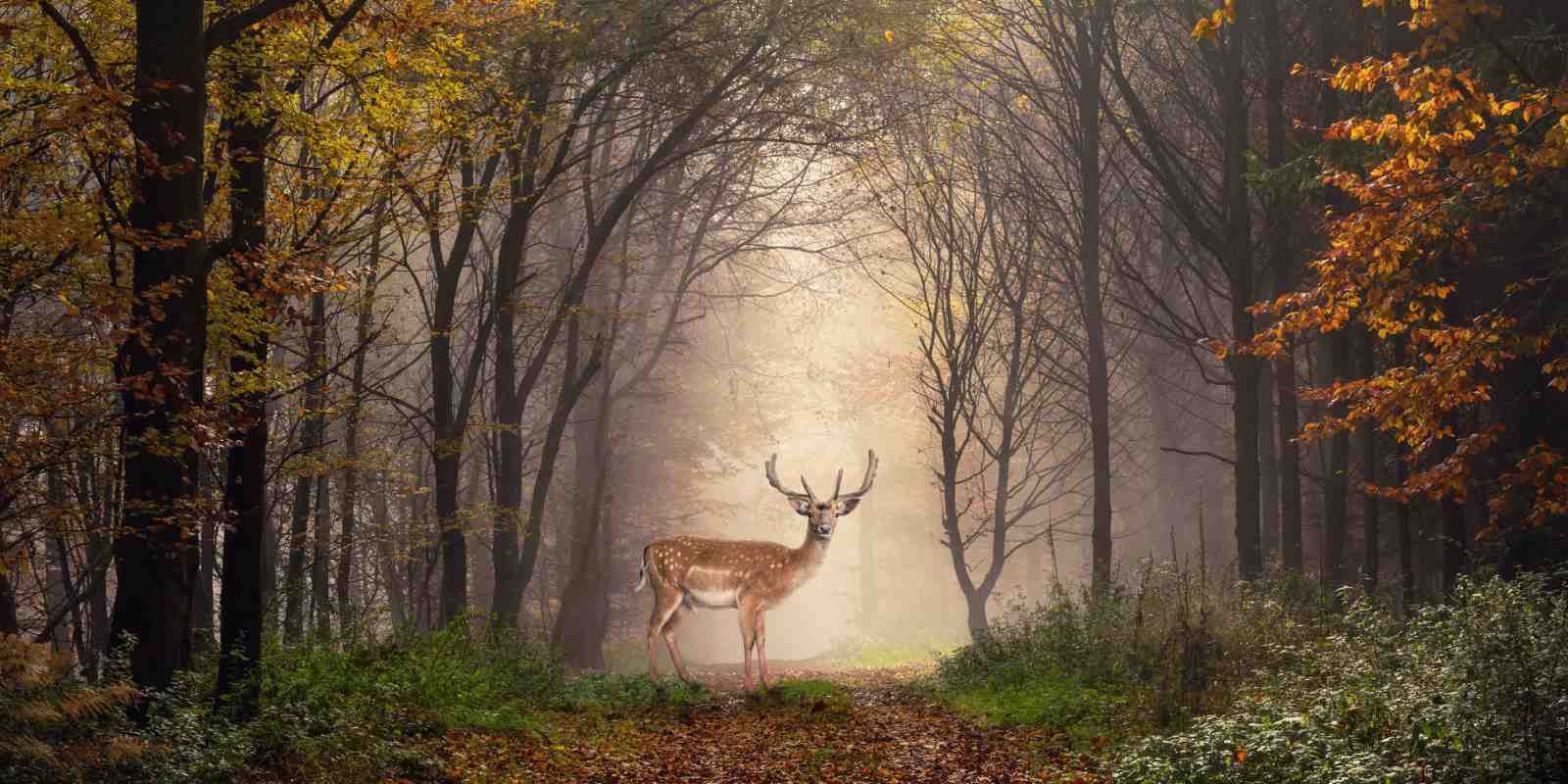 Majestic Deer Forest Scene Wall Art