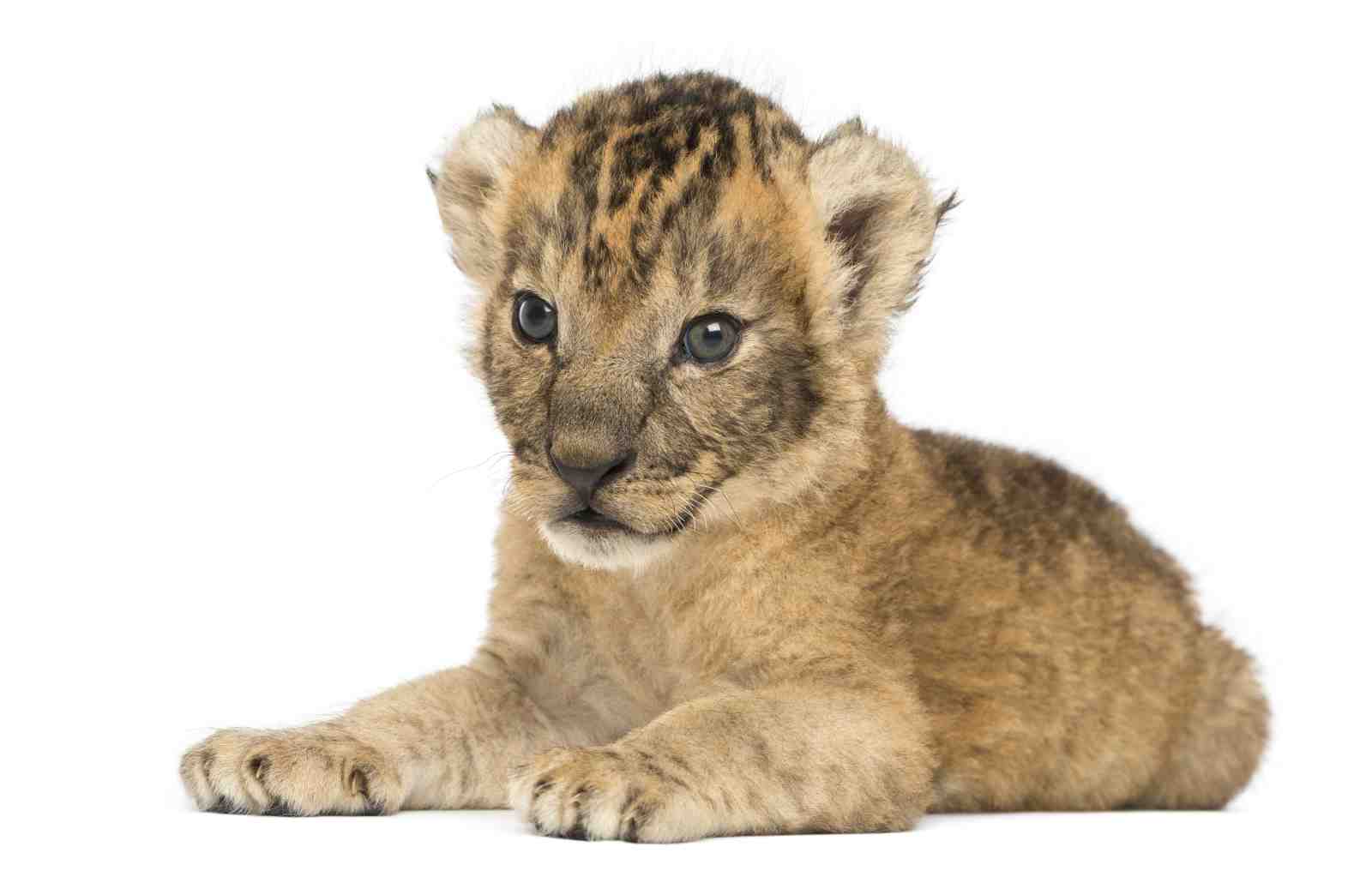 Adorable Lion Cub Wildlife Wall Art