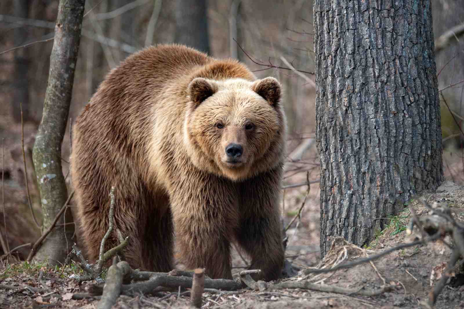 Majestic Brown Bear Forest Scene Wall Art