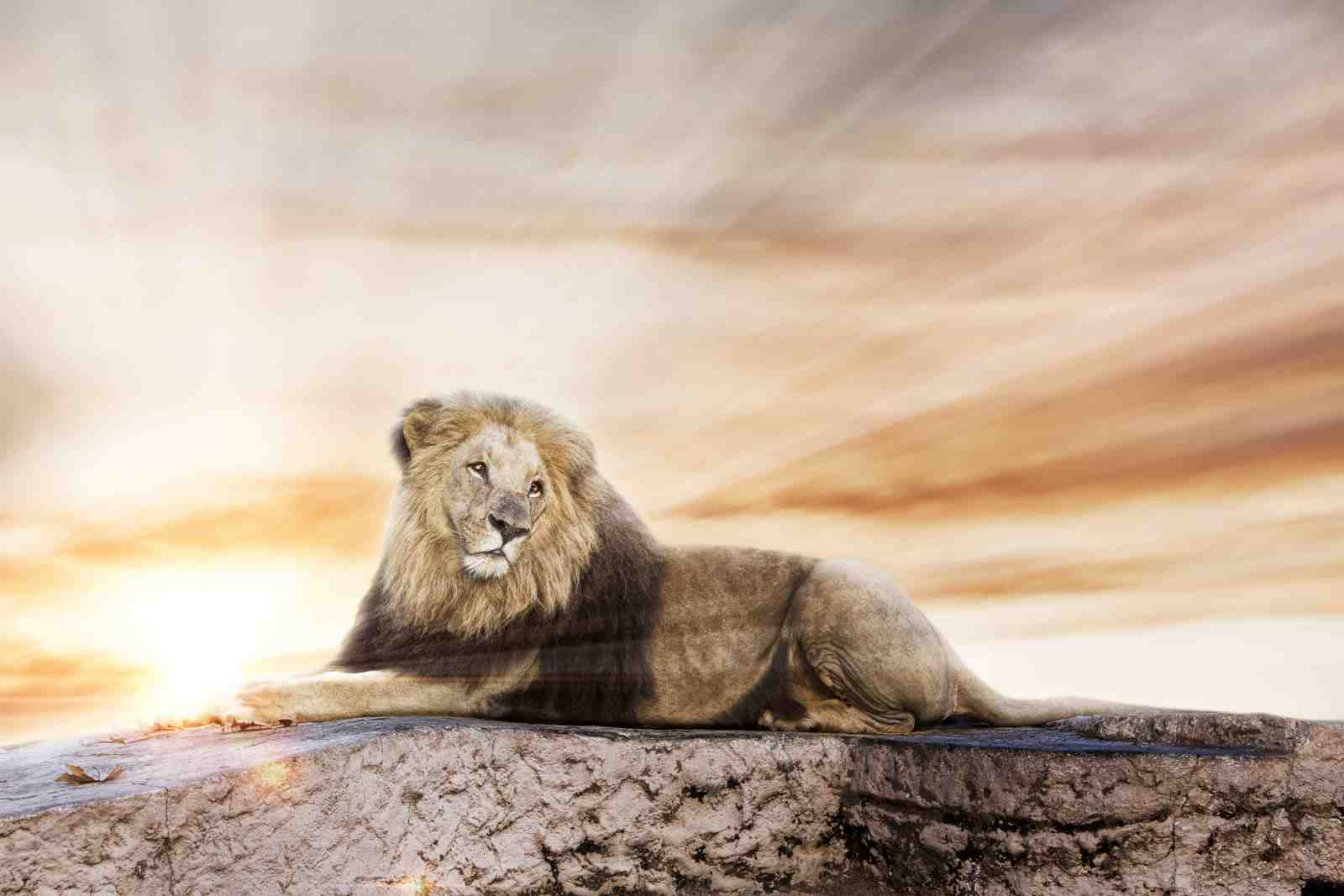 Majestic Lion Sunset Wildlife Wall Art