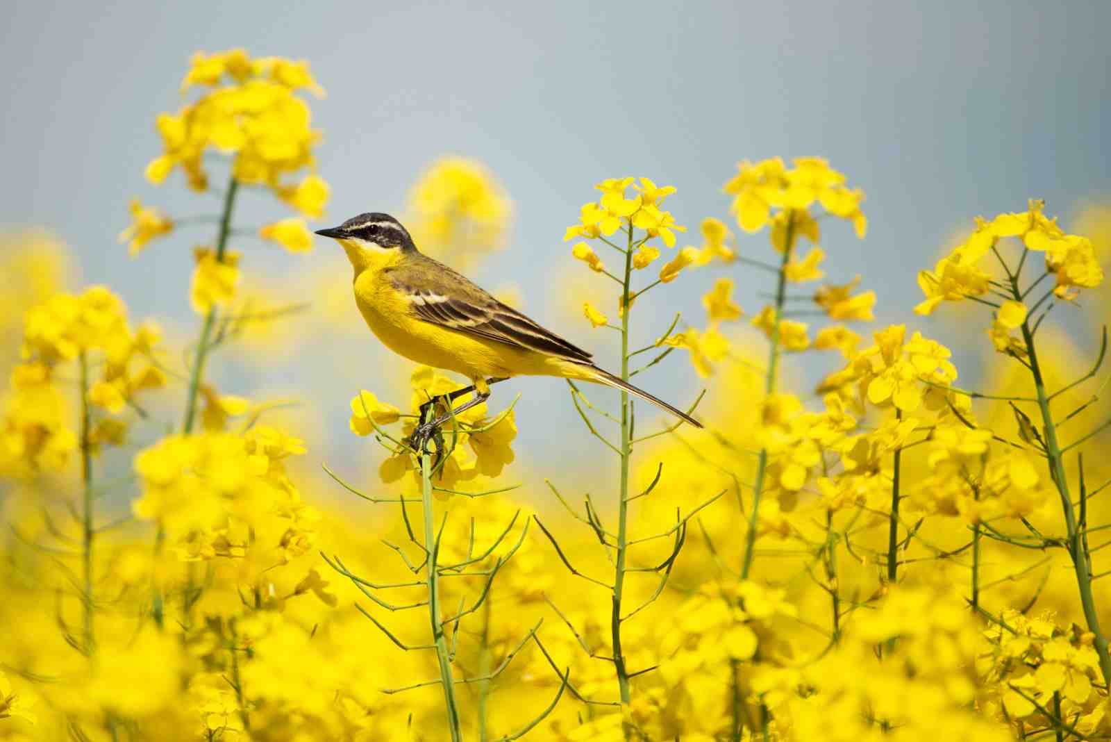 Yellow Wagtail in Blooming Field Wall Art