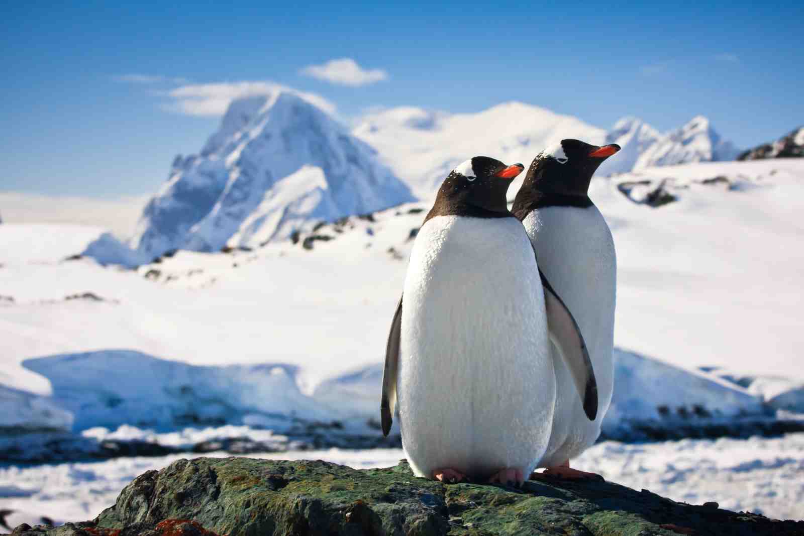 Charming Penguin Duo Antarctica Wall Art