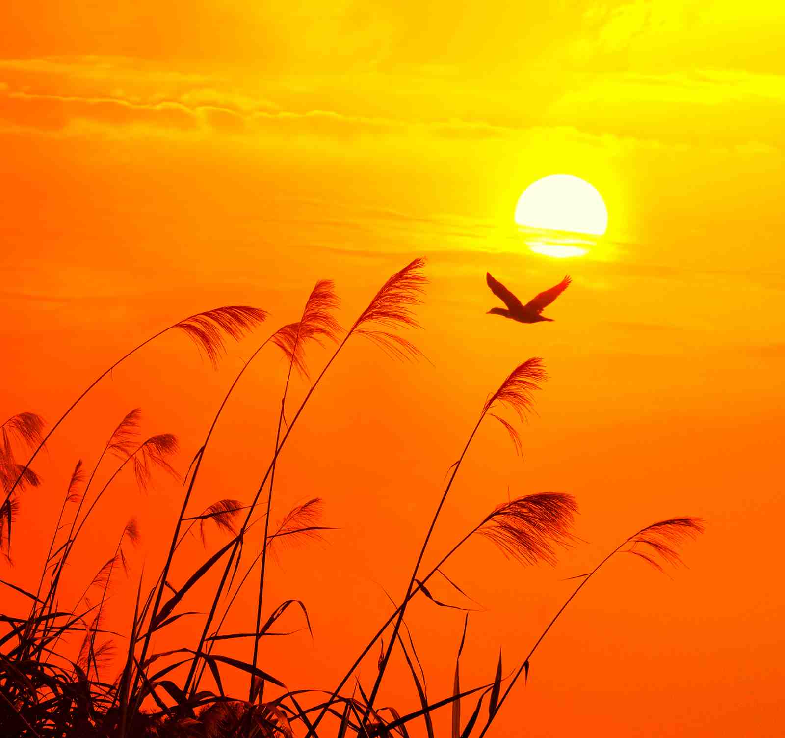 Serene Sunset Bird & Reeds Wall Art