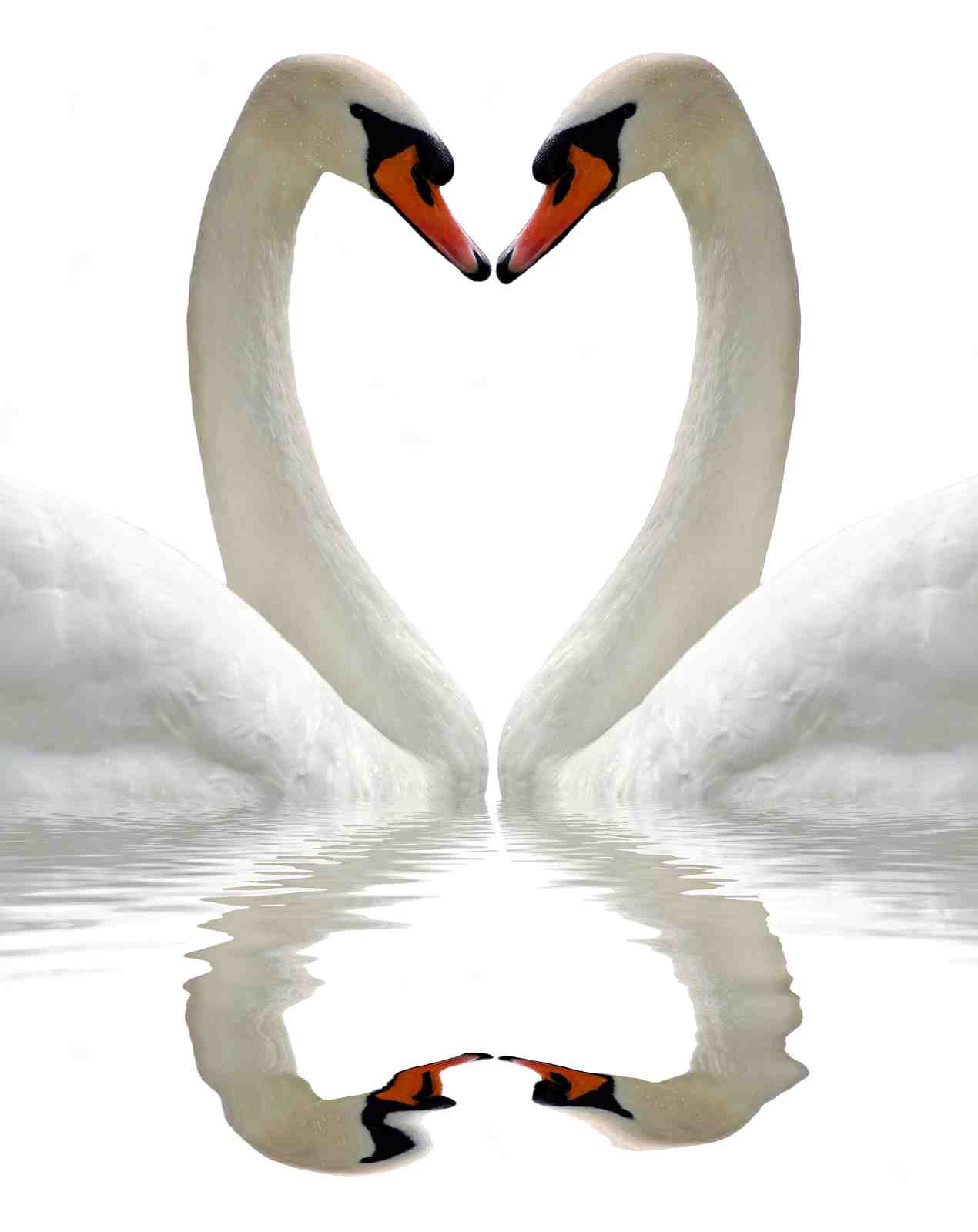 Elegant Swan Love Heart Wall Art
