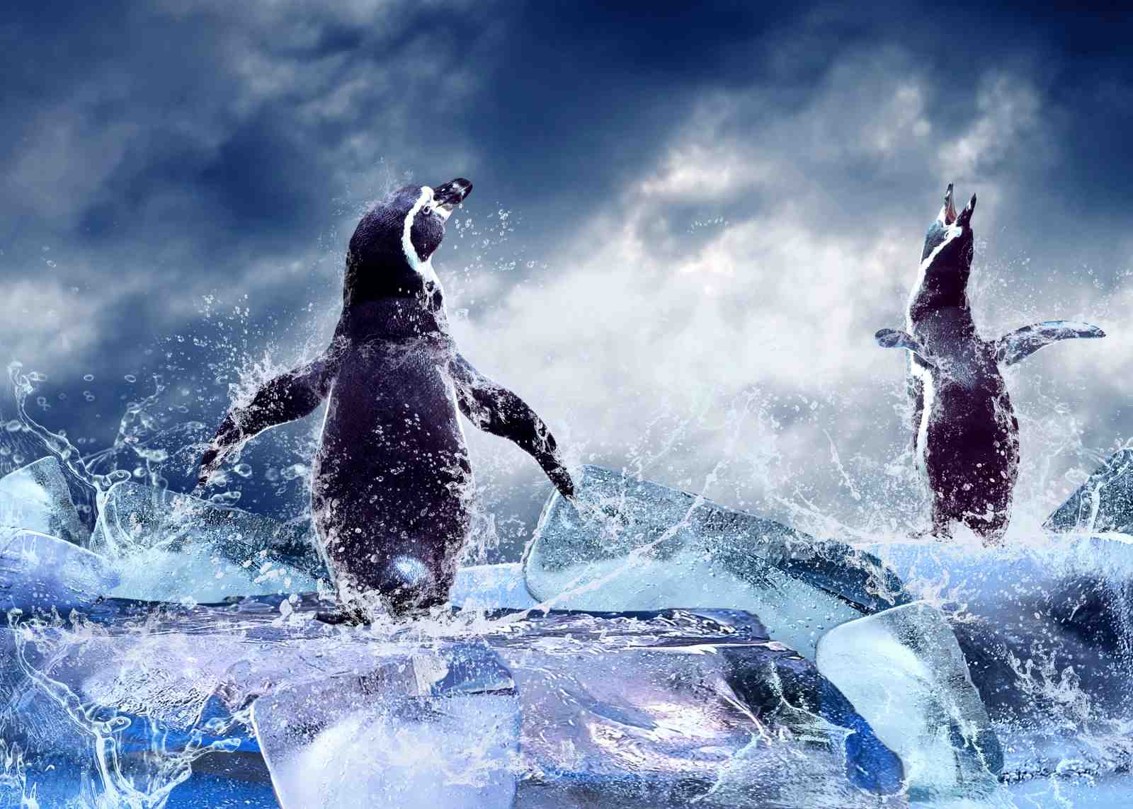Majestic Penguins Ice Splash Wall Art