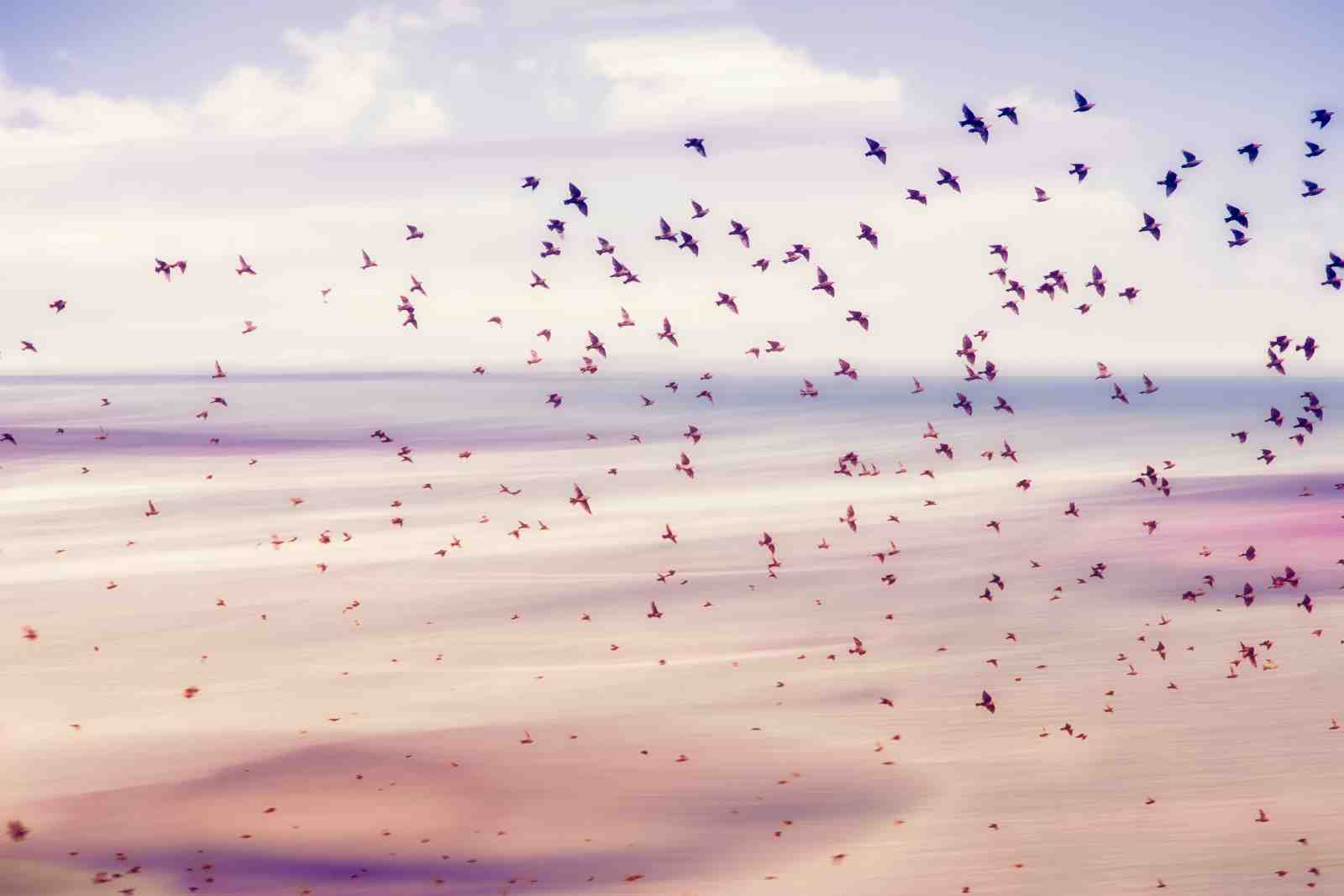 Serene Flock of Birds Wall Art Wall Art
