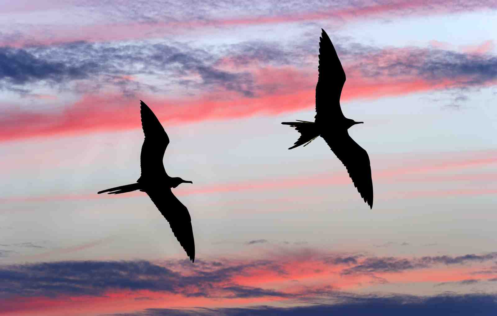 Silhouettes of Birds Flying at Sunset Wall Art