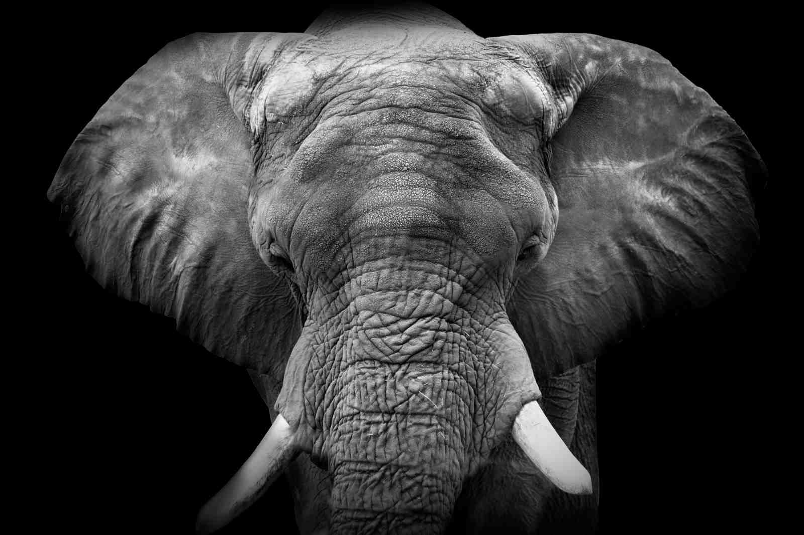Majestic Elephant Portrait Black and White Wall Art