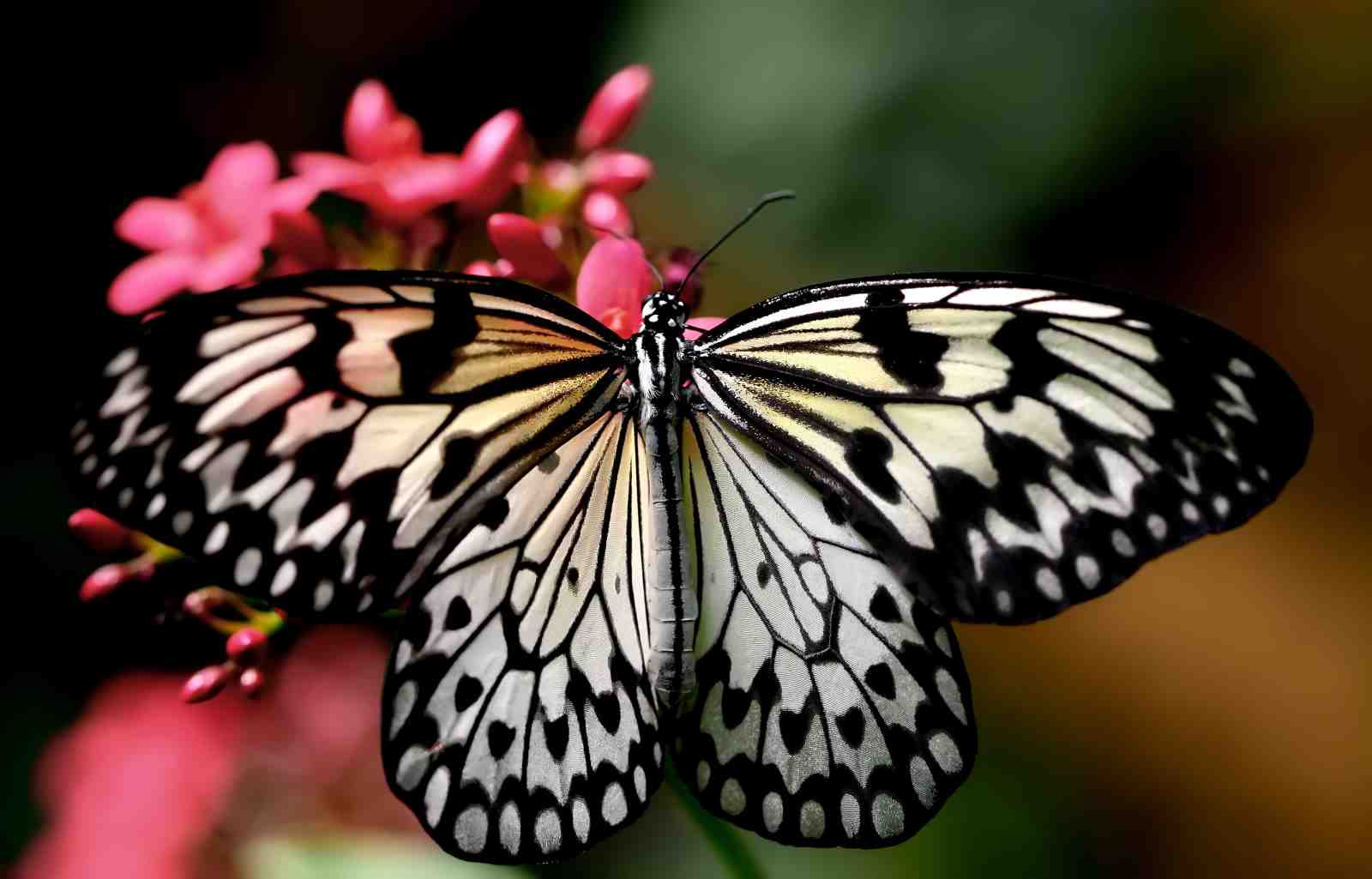 Elegant Butterfly Nature Art Wall Art